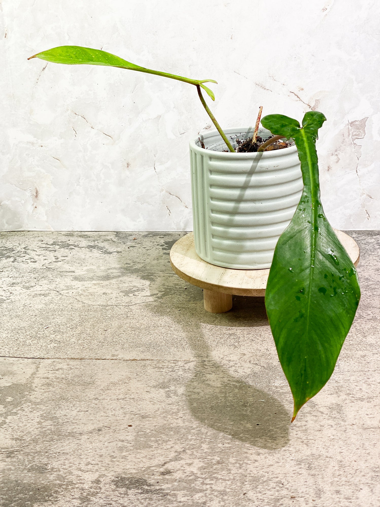 Philodendron Joepii 2 leaves 1 sprout fully rooted
