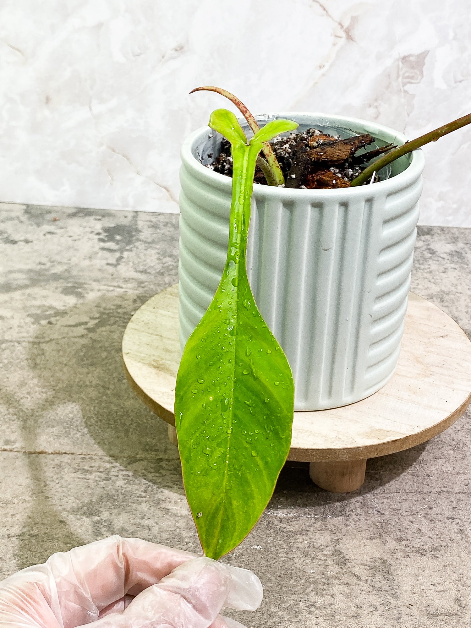 Philodendron Joepii 2 leaves 1 sprout fully rooted