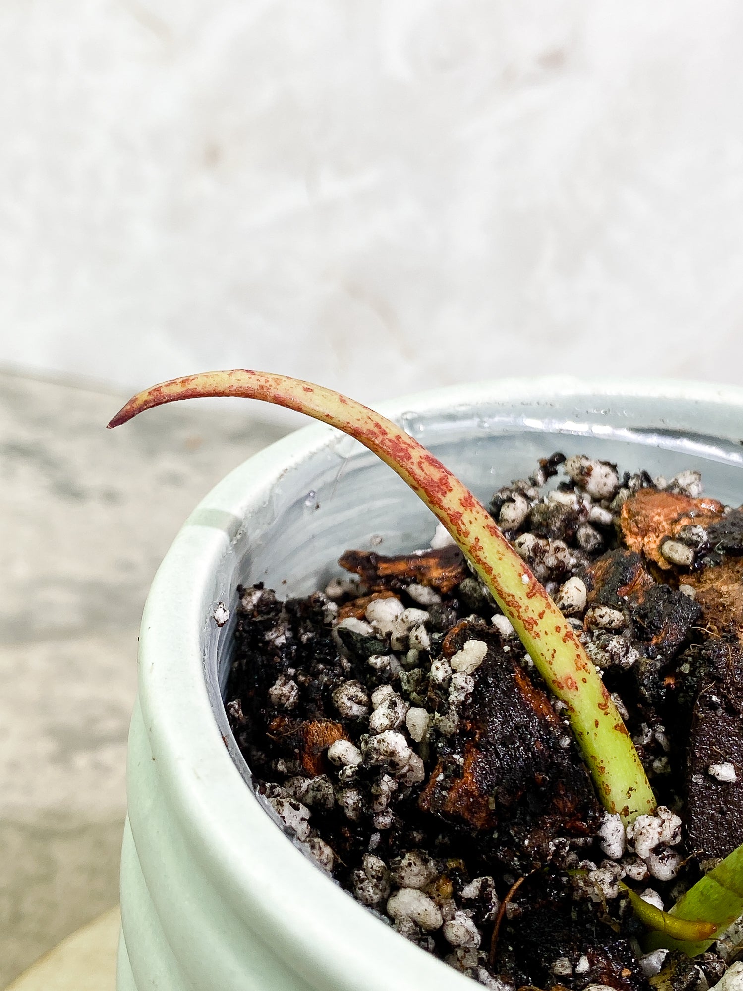 Philodendron Joepii 2 leaves 1 sprout fully rooted