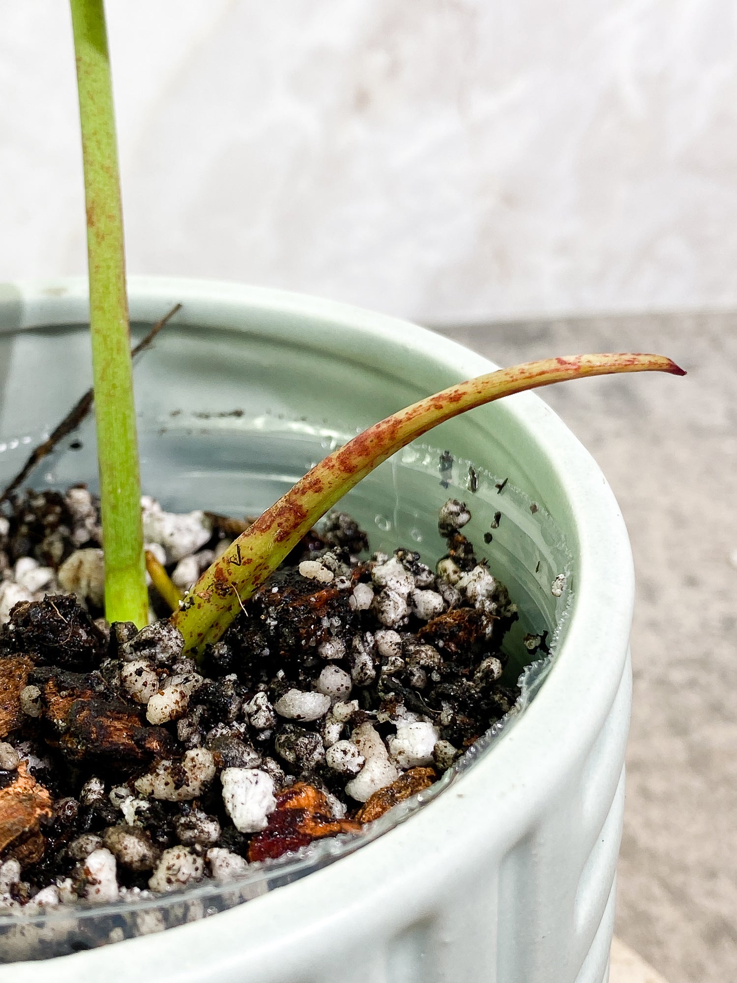 Philodendron Joepii 2 leaves 1 sprout fully rooted
