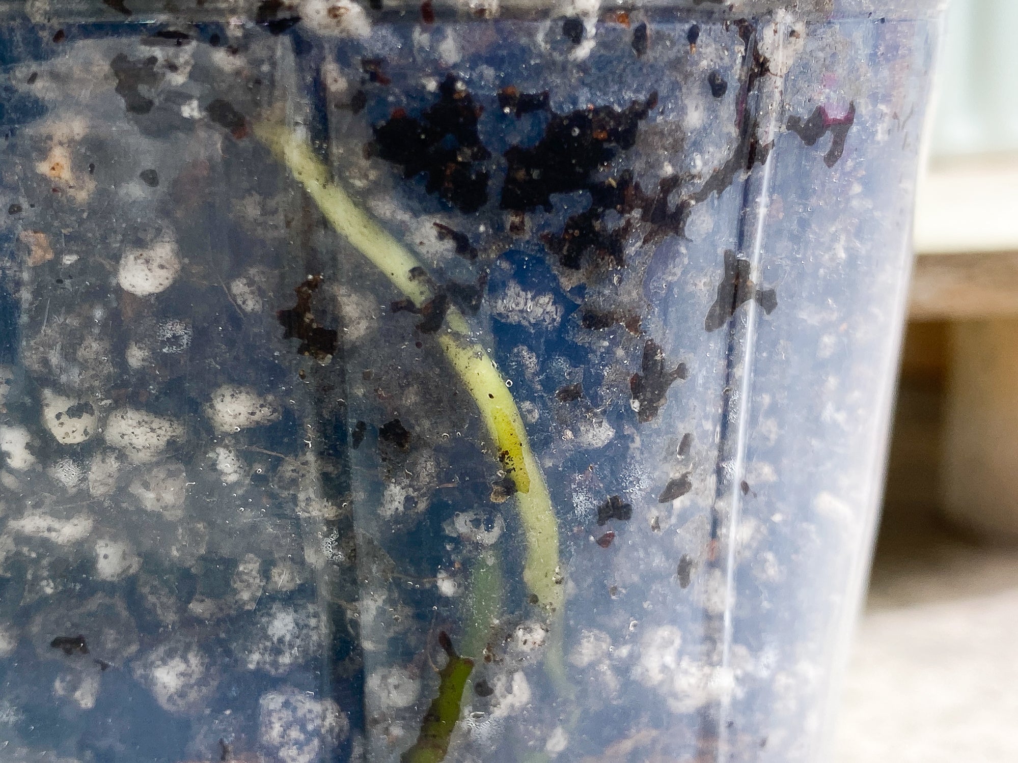 Philodendron Joepii 2 leaves 1 sprout fully rooted
