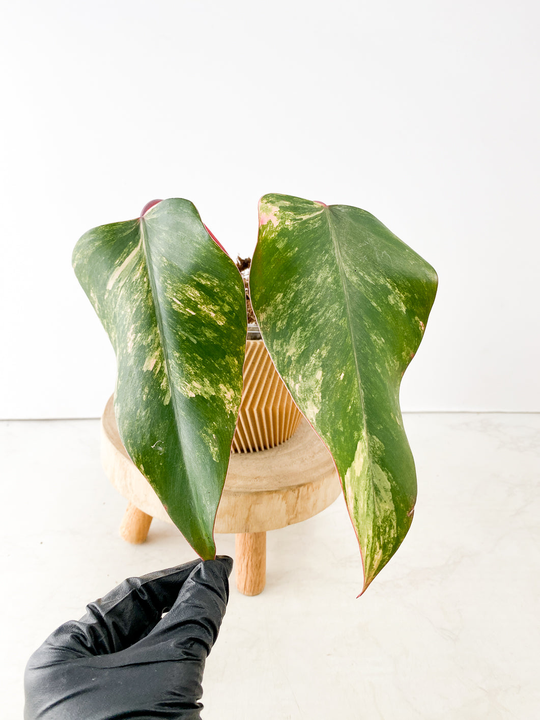 Philodendron Strawberry Shake 2 leaves rooting