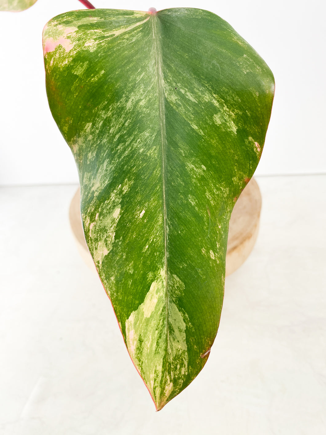 Philodendron Strawberry Shake 2 leaves rooting