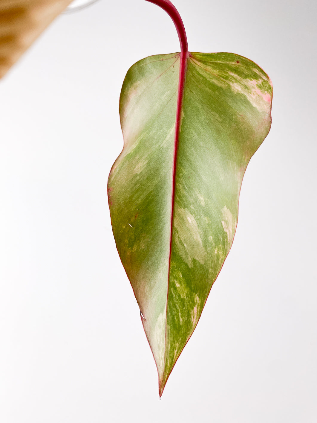 Philodendron Strawberry Shake 2 leaves rooting