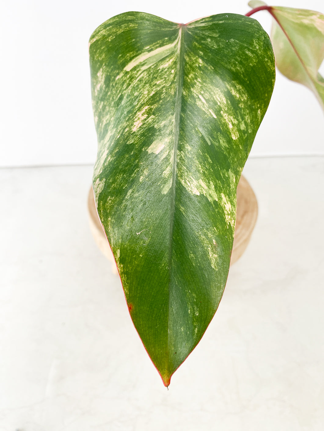 Philodendron Strawberry Shake 2 leaves rooting