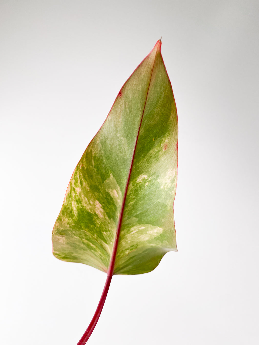 Philodendron Strawberry Shake 2 leaves rooting