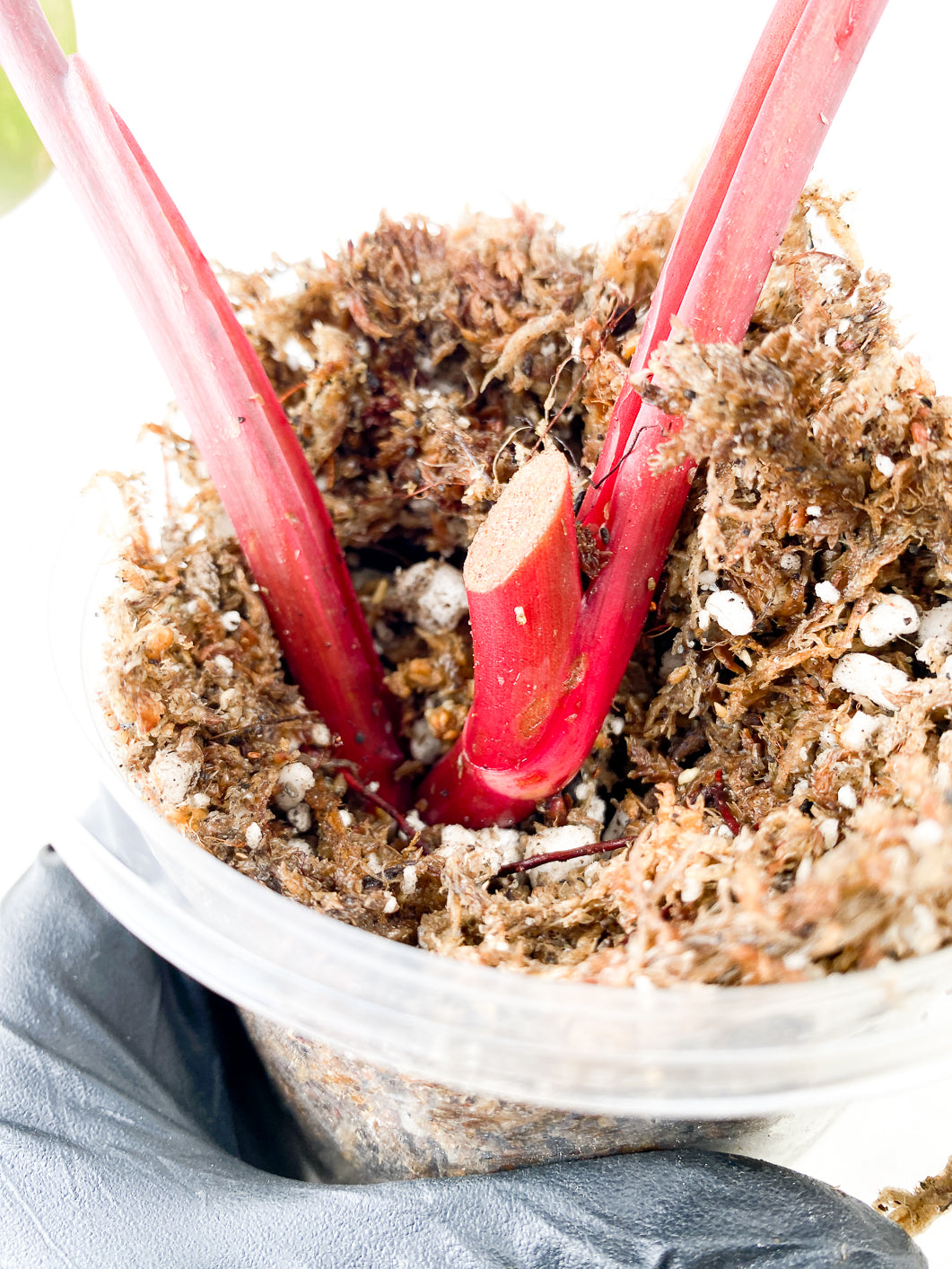 Philodendron Strawberry Shake 2 leaves rooting