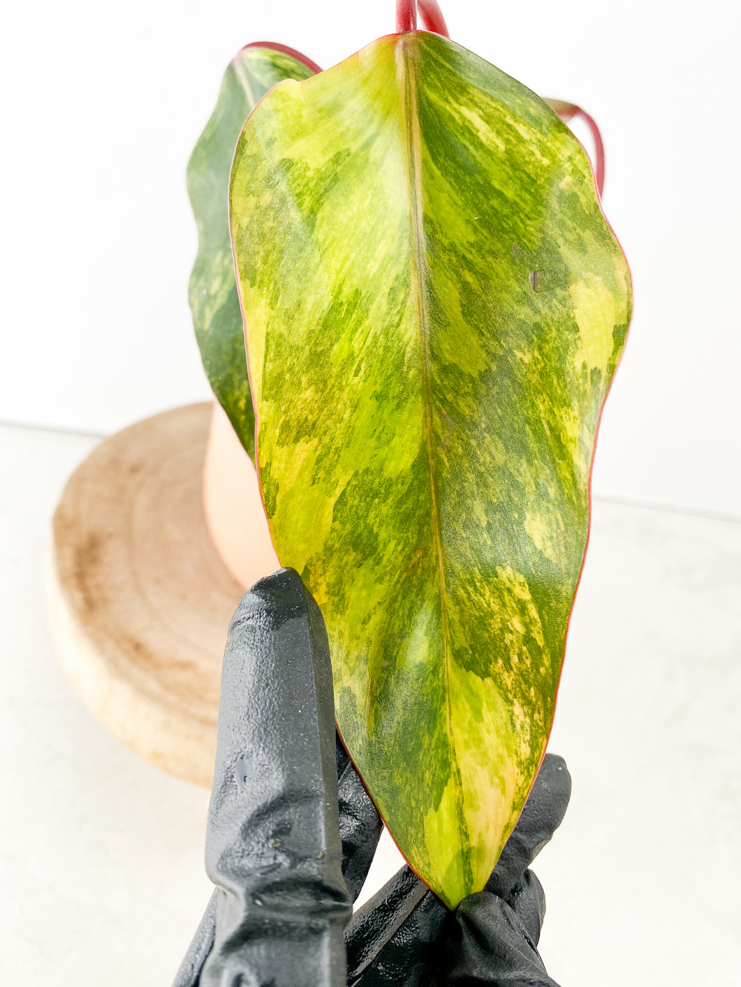 Philodendron Strawberry Shake 3 leaves sprout slightly rooted