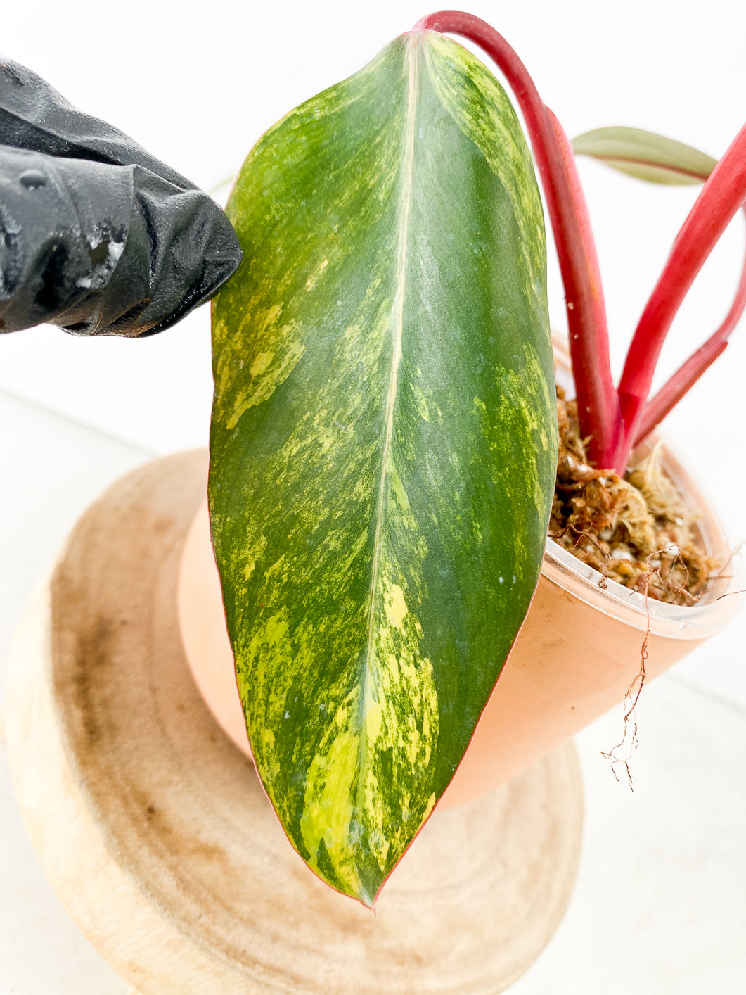 Philodendron Strawberry Shake 3 leaves sprout slightly rooted