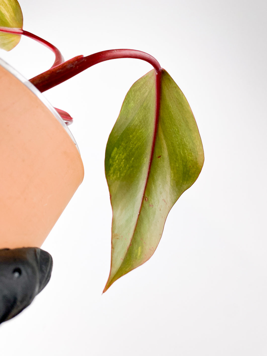Philodendron Strawberry Shake 3 leaves sprout slightly rooted