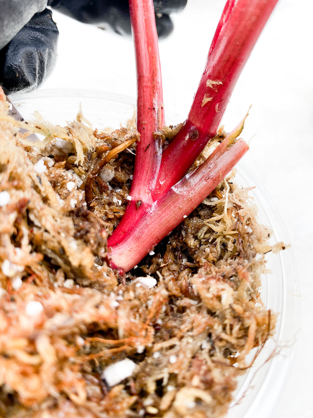 Philodendron Strawberry Shake 3 leaves sprout slightly rooted