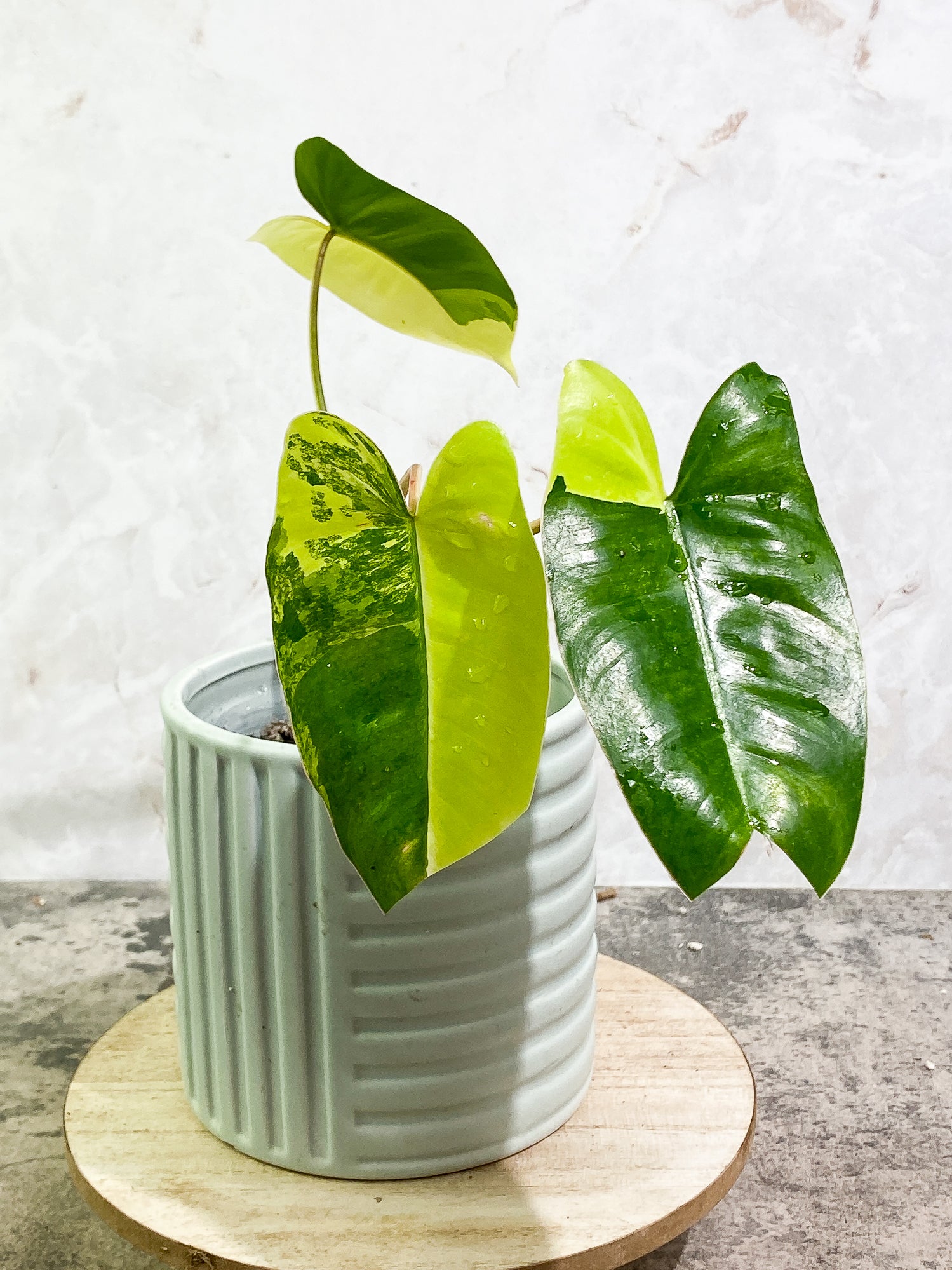 Philodendron Burle Marx Variegated 3 leaves 3 sprouts fully rooted