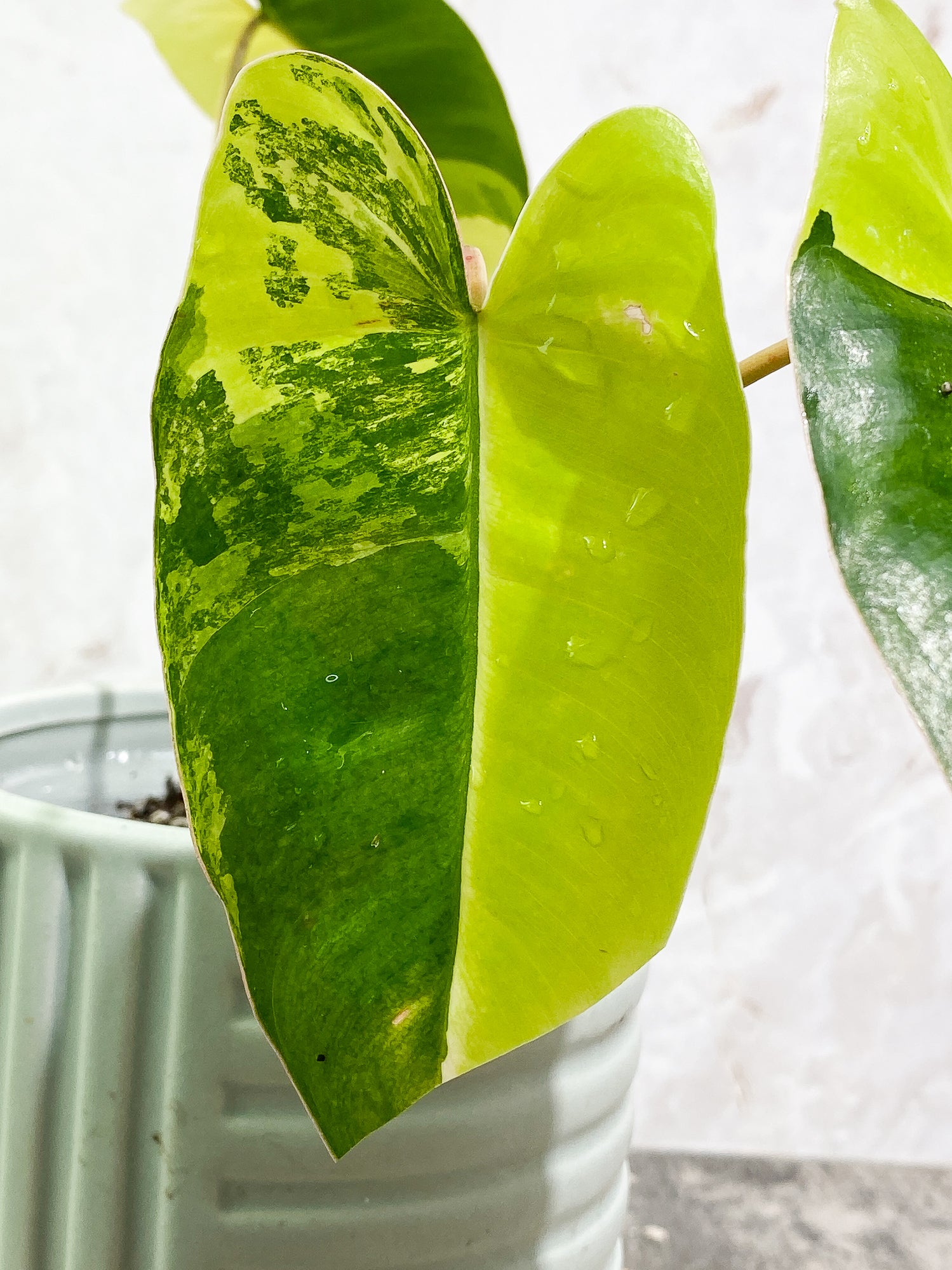 Philodendron Burle Marx Variegated 3 leaves 3 sprouts fully rooted