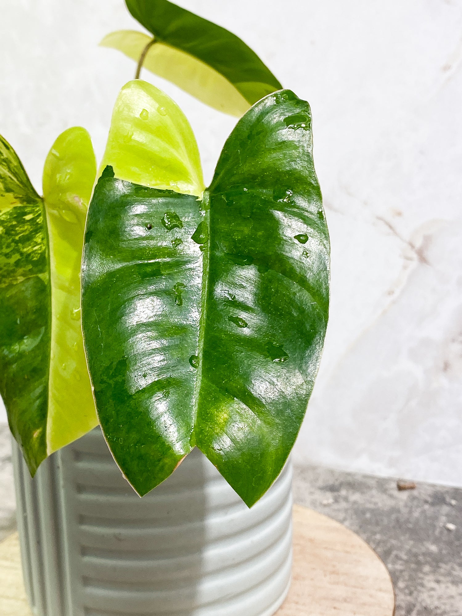 Philodendron Burle Marx Variegated 3 leaves 3 sprouts fully rooted