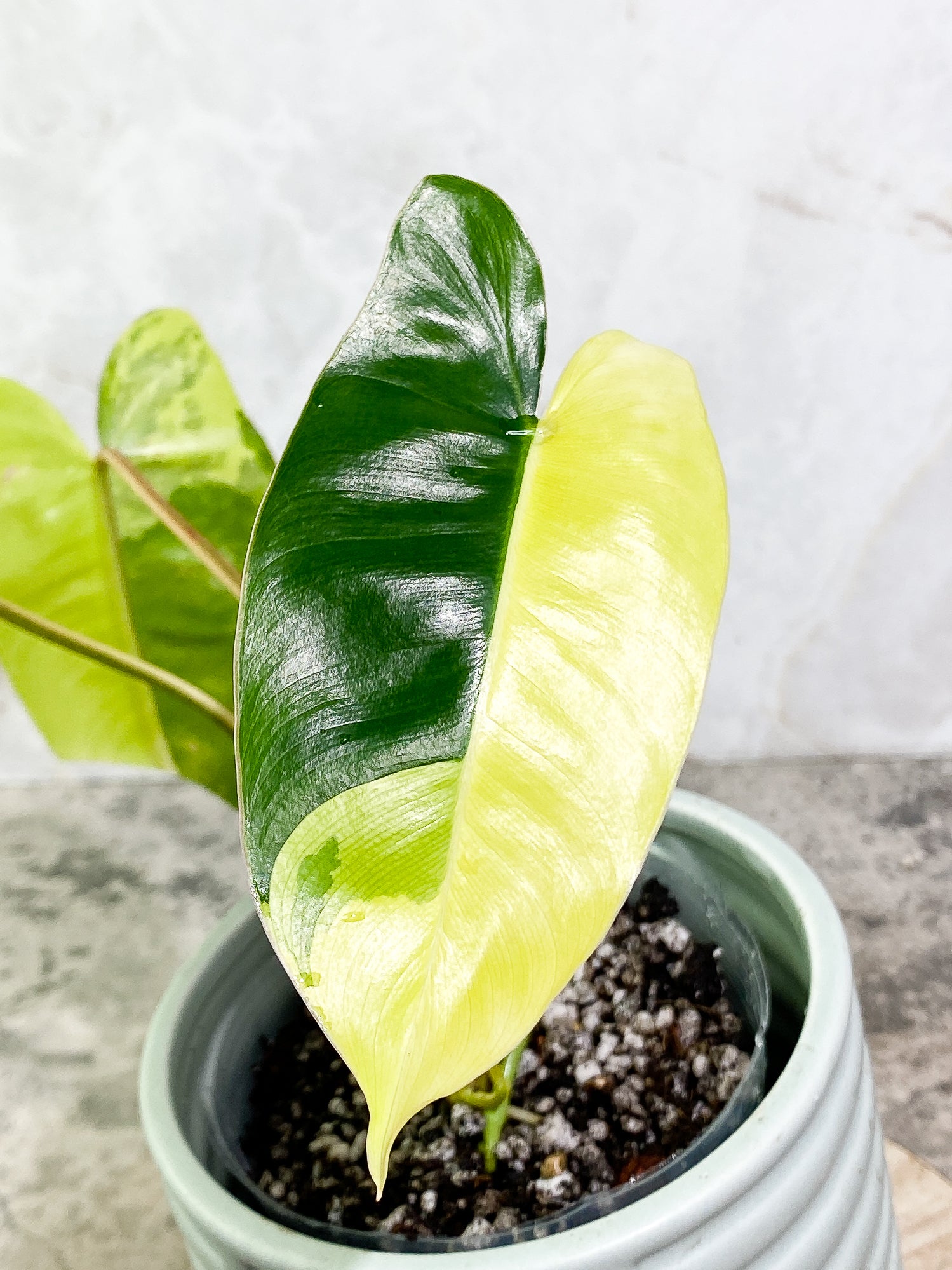 Philodendron Burle Marx Variegated 3 leaves 3 sprouts fully rooted