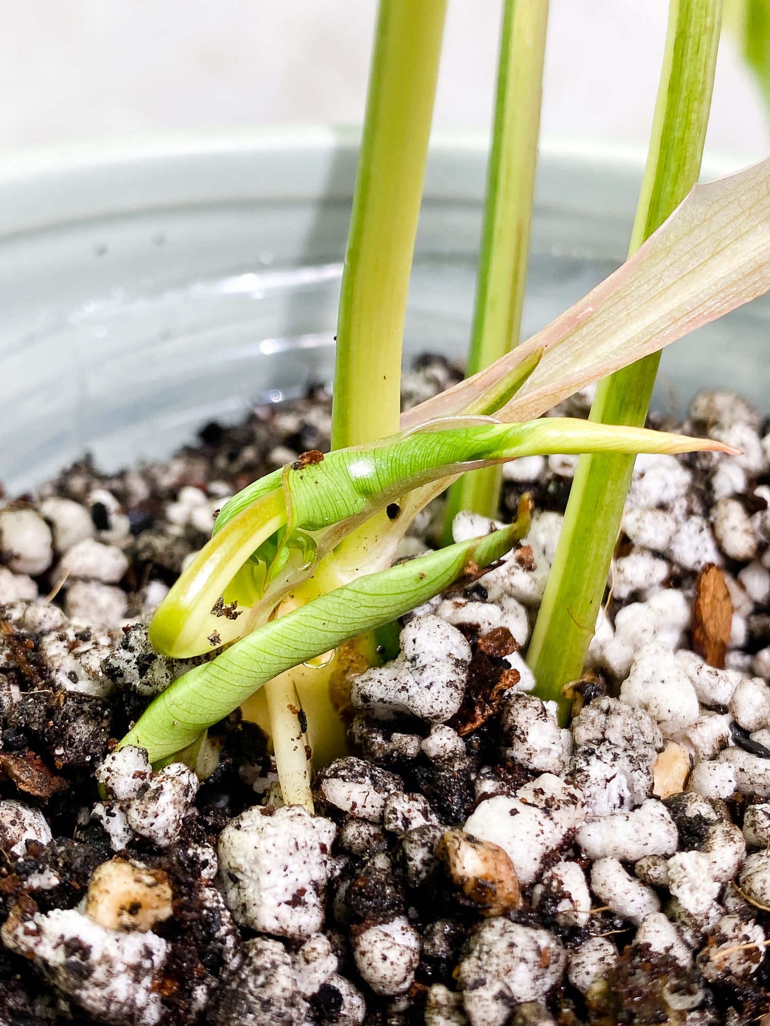 Philodendron Burle Marx Variegated 3 leaves 3 sprouts fully rooted