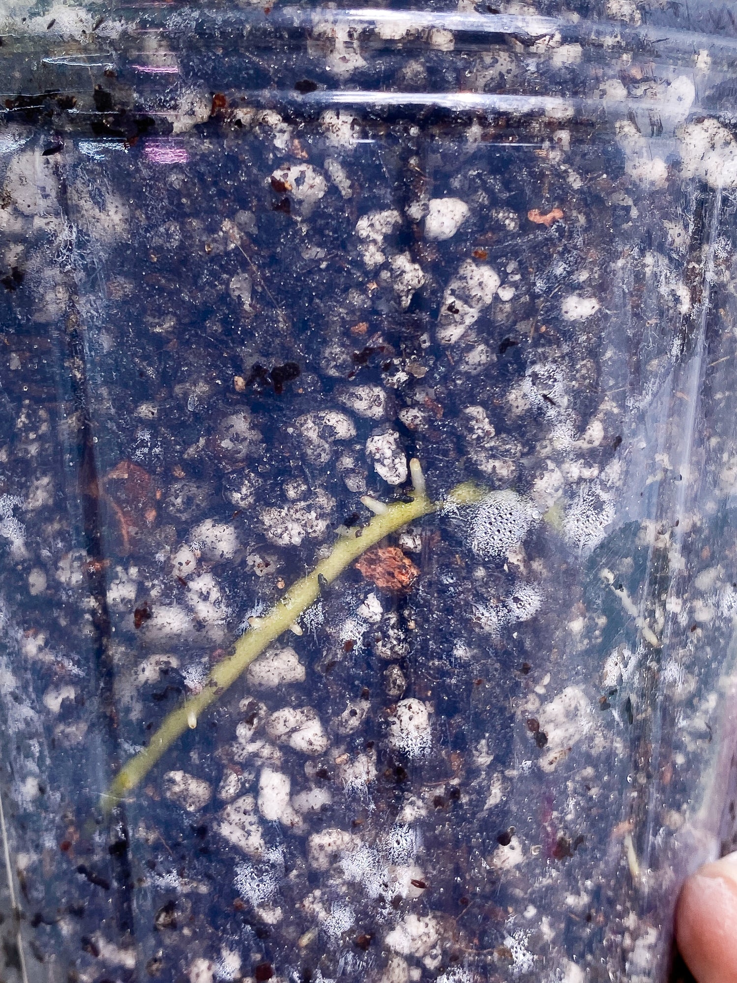 Philodendron Burle Marx Variegated 3 leaves 3 sprouts fully rooted