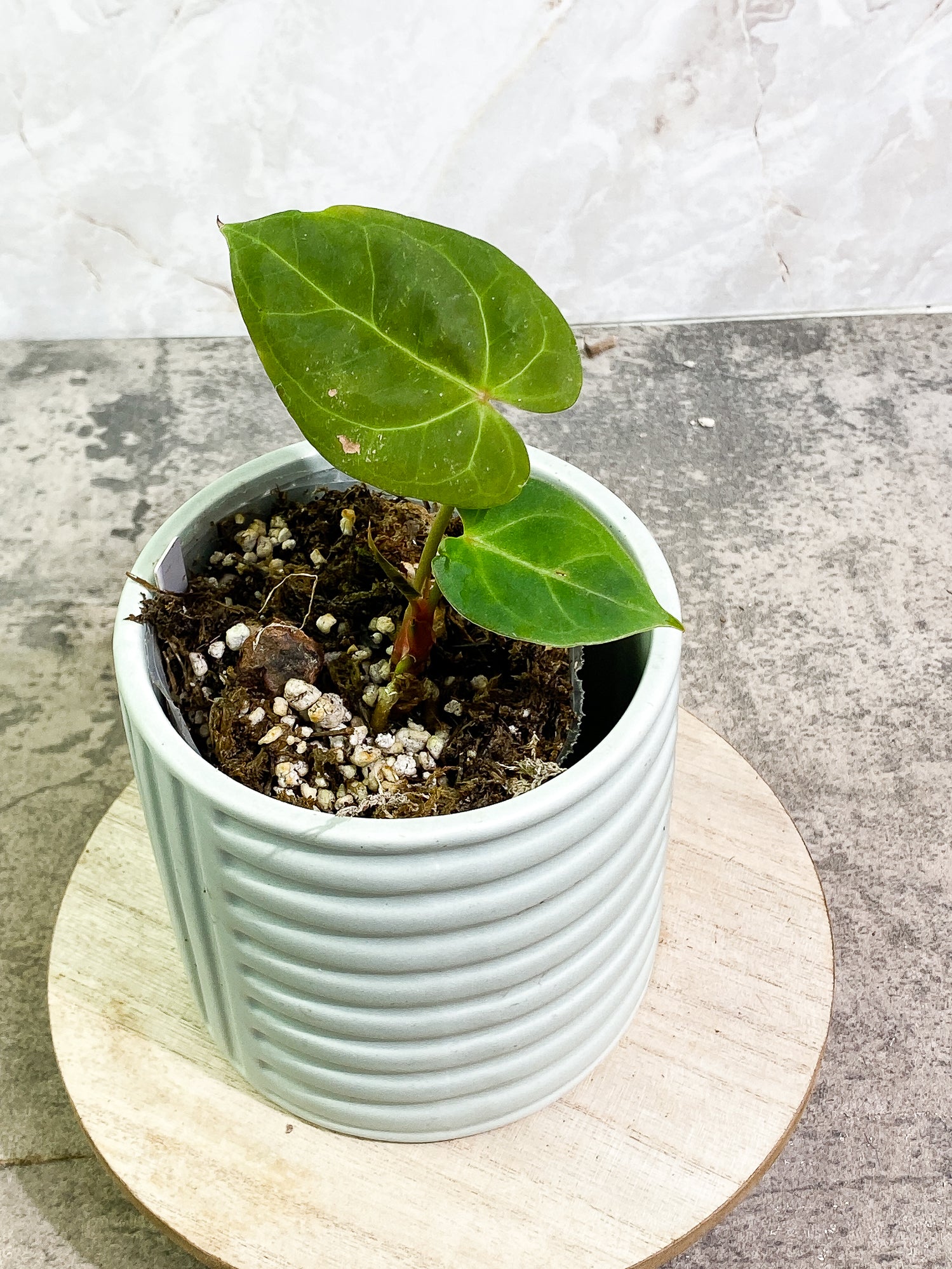 Anthurium Dark Phoenix 2 leaves 1 unfurling leaf fully rooted