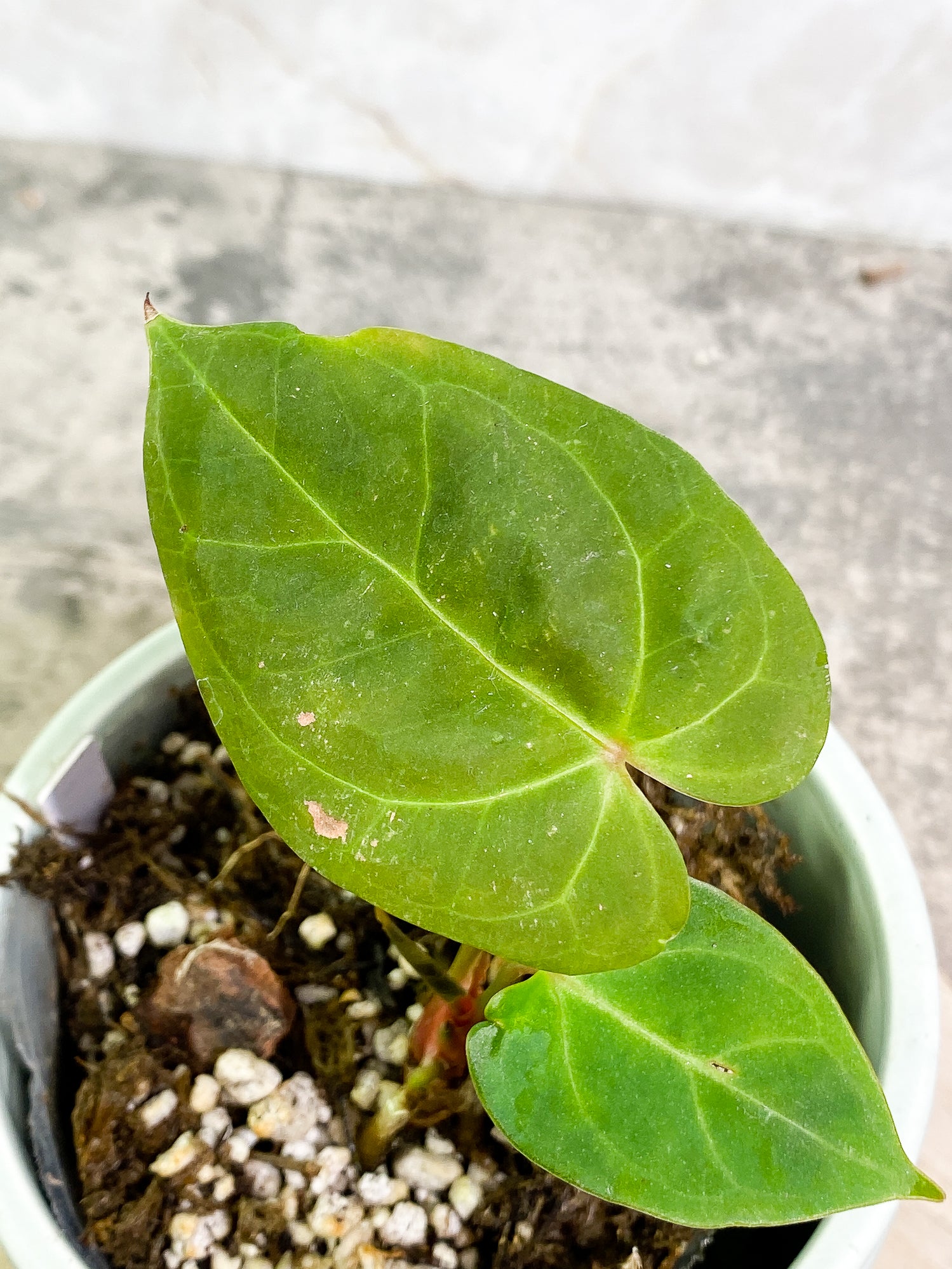 Anthurium Dark Phoenix 2 leaves 1 unfurling leaf fully rooted