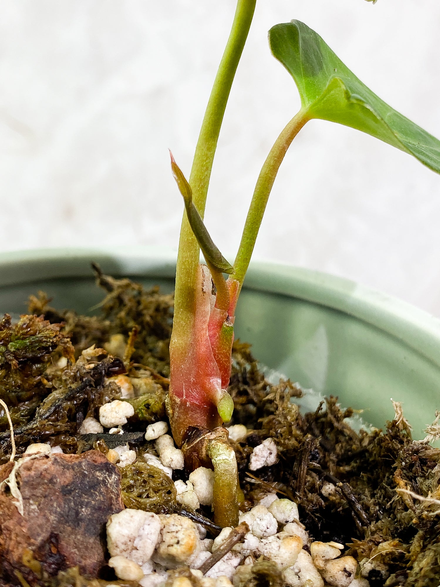 Anthurium Dark Phoenix 2 leaves 1 unfurling leaf fully rooted