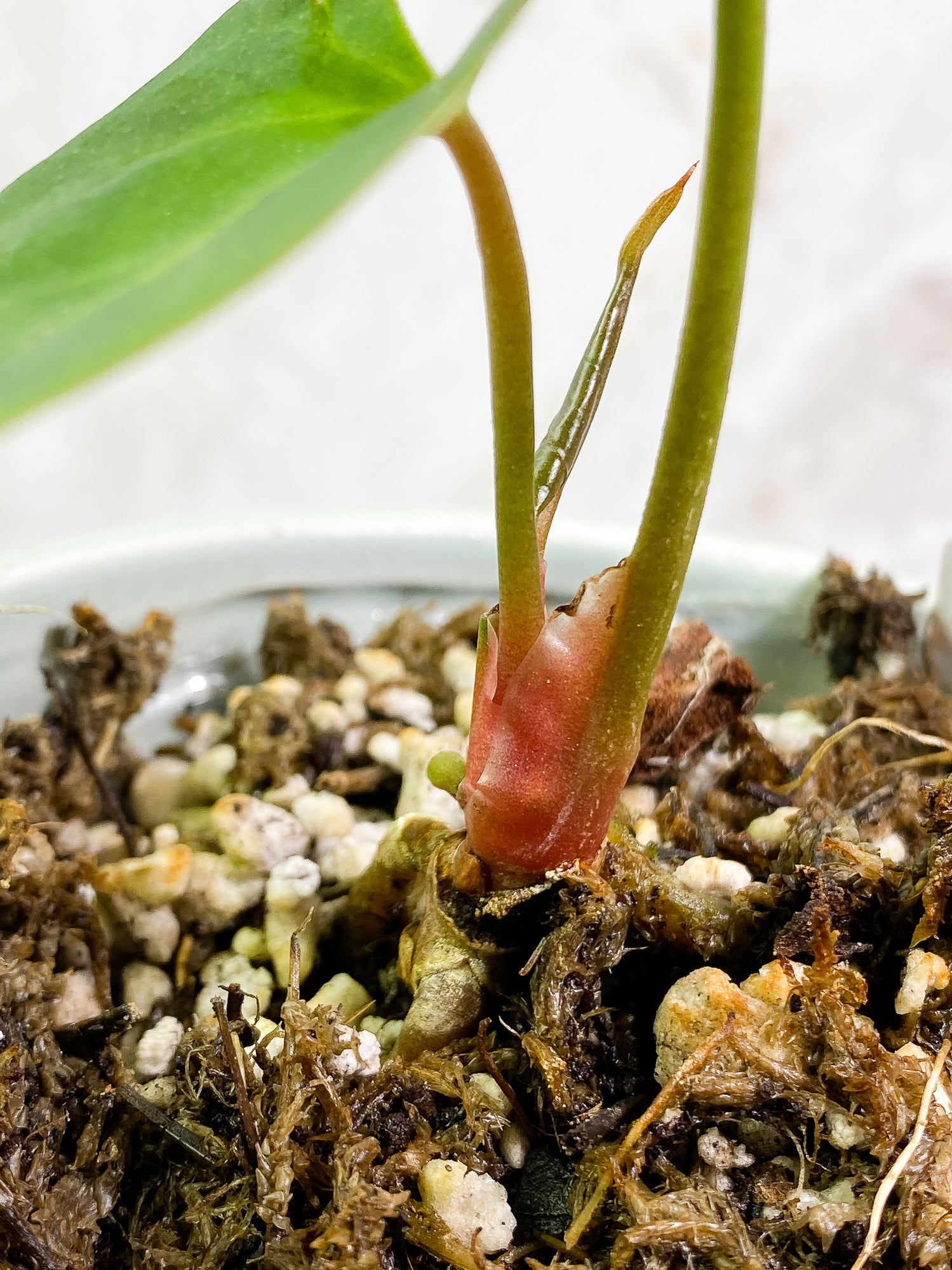 Anthurium Dark Phoenix 2 leaves 1 unfurling leaf fully rooted