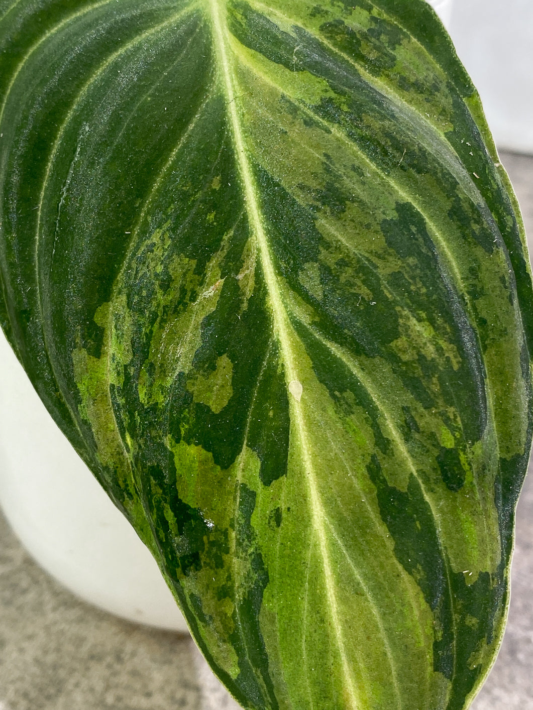 Private sale: Philodendron Melanochrysum Variegated 1 leaf Rooting