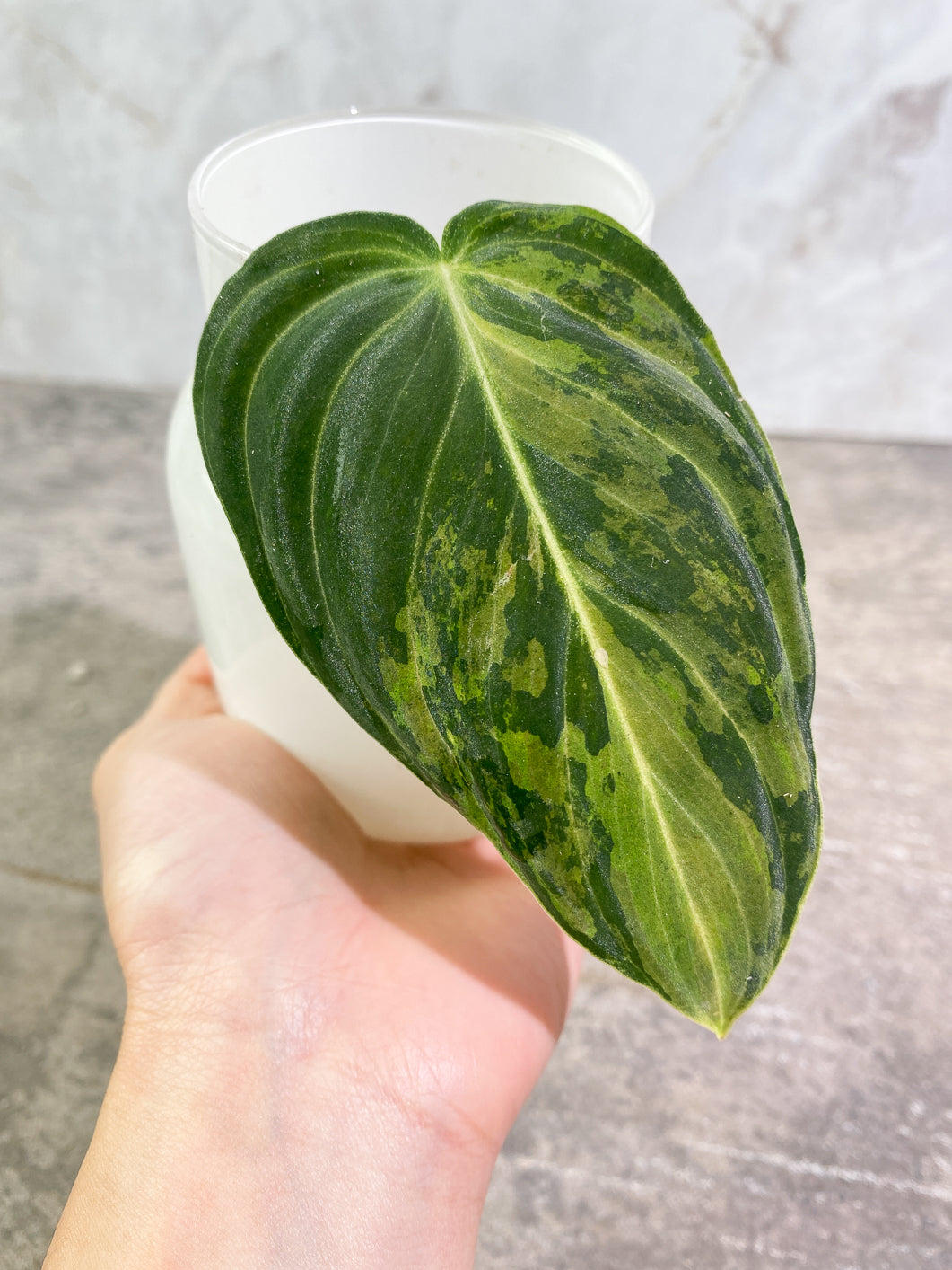 Private sale: Philodendron Melanochrysum Variegated 1 leaf Rooting