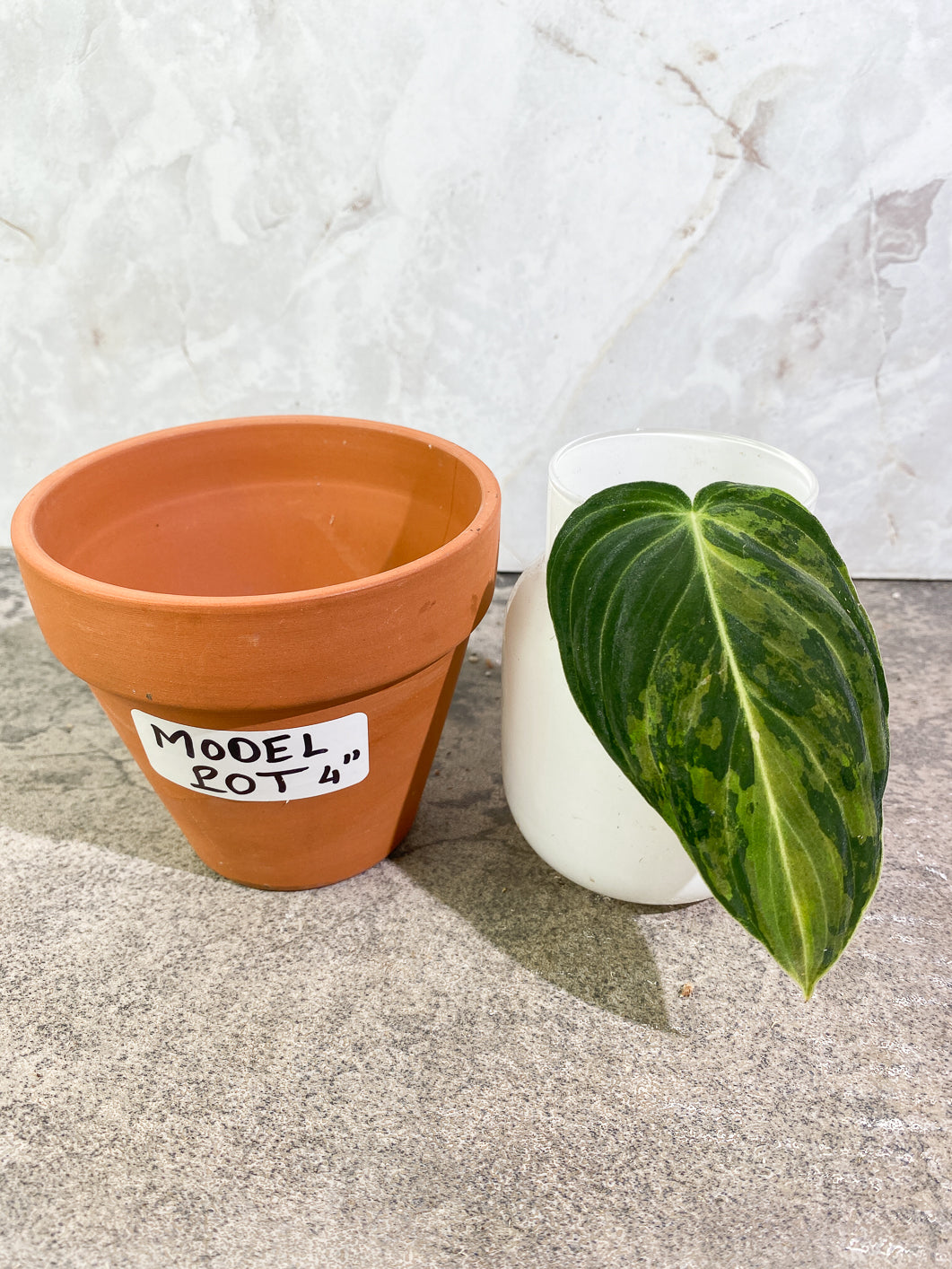 Private sale: Philodendron Melanochrysum Variegated 1 leaf Rooting
