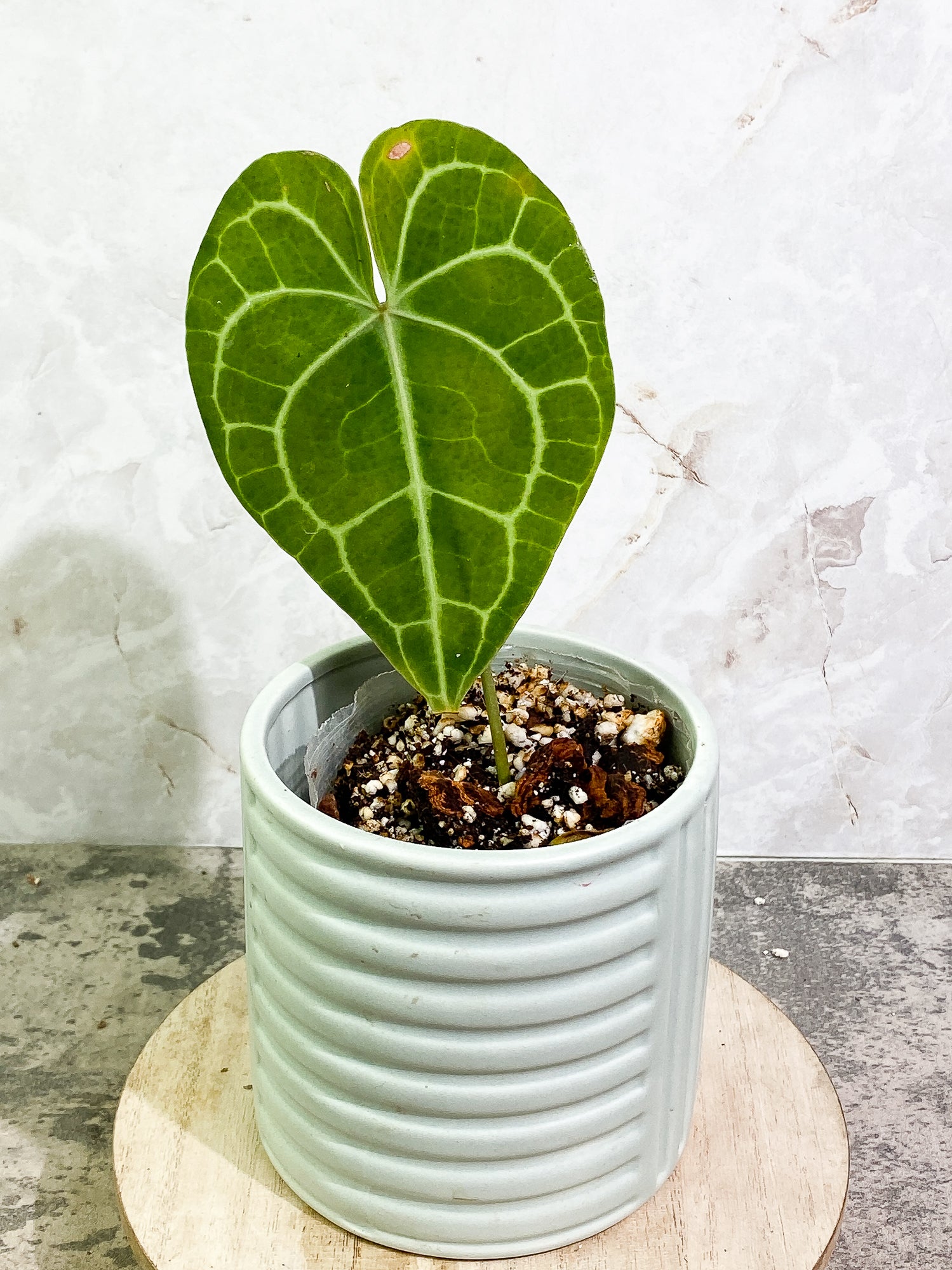 Anthurium Clarinevium 1 leaf fully rooted