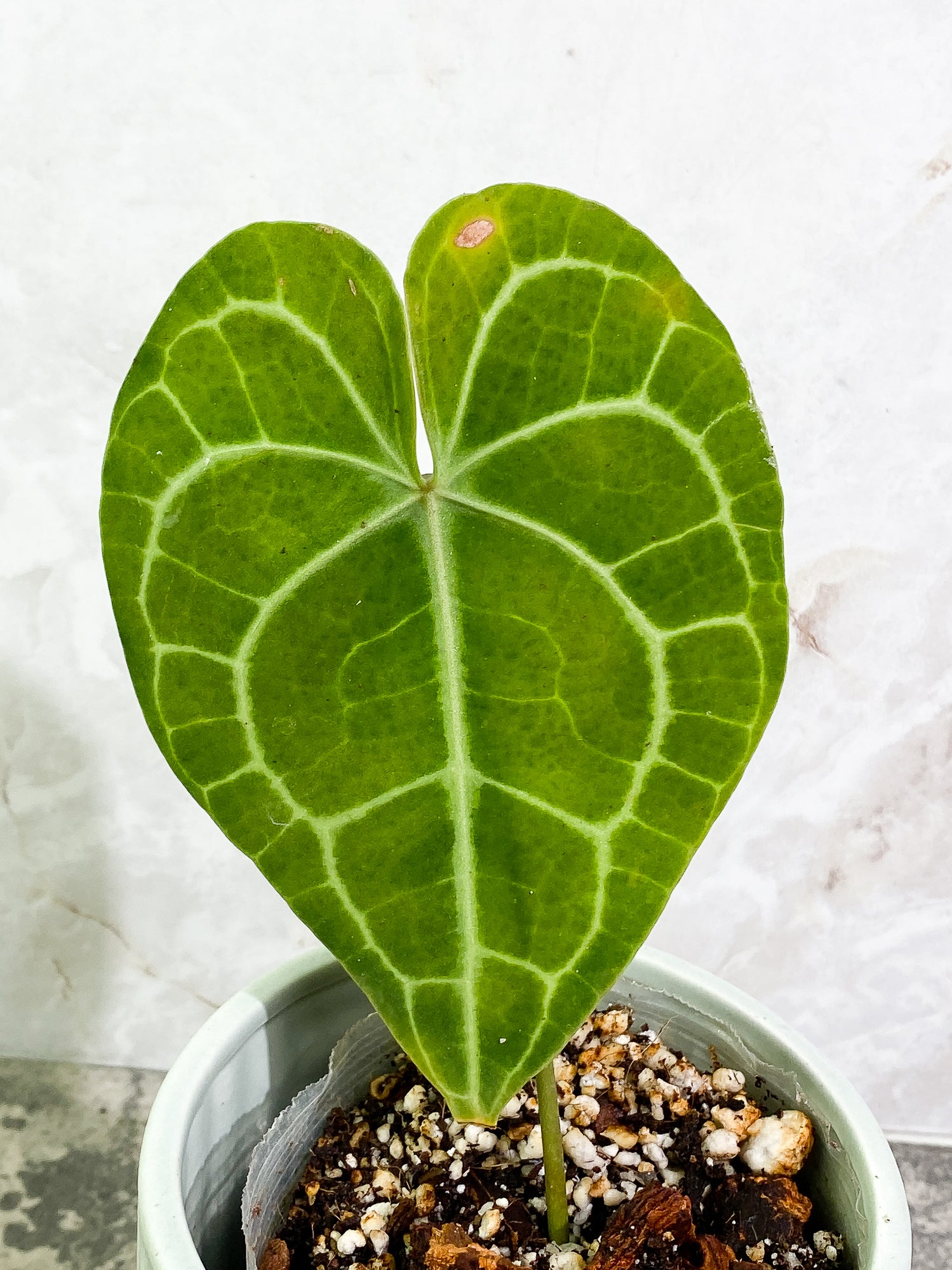 Anthurium Clarinevium 1 leaf fully rooted