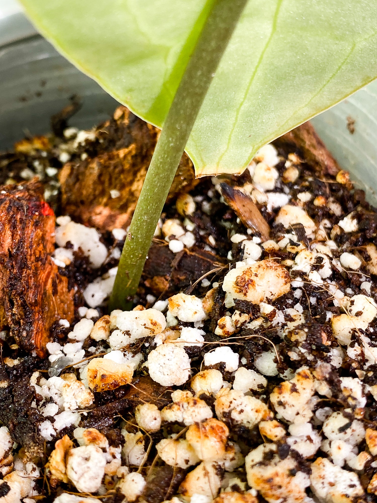 Anthurium Clarinevium 1 leaf fully rooted