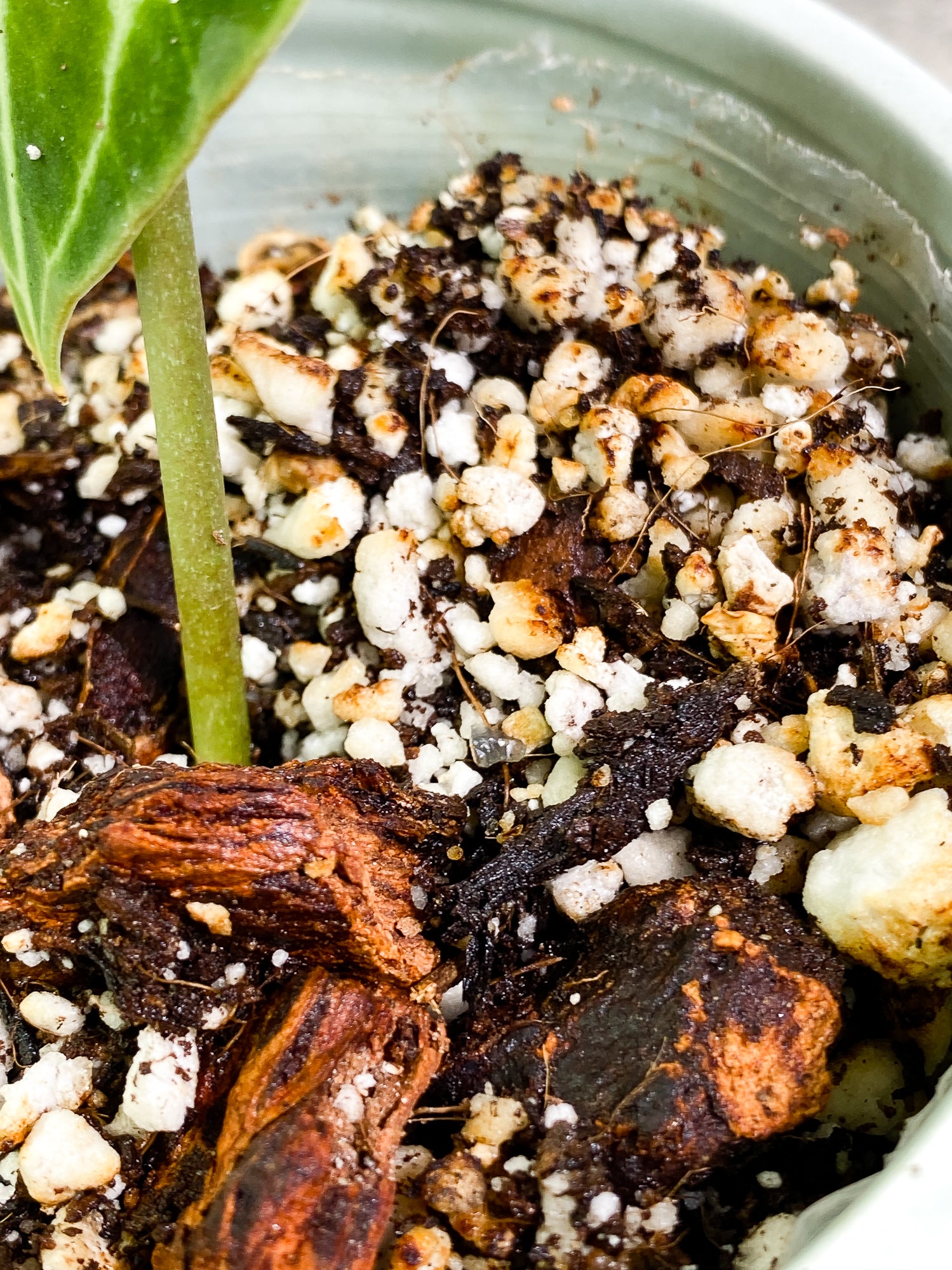Anthurium Clarinevium 1 leaf fully rooted