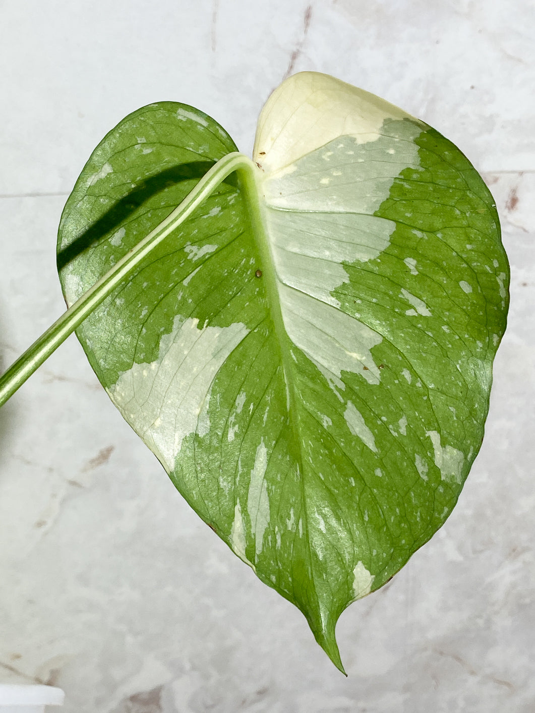 Private sale: Monstera Thai Constellation Slightly Rooted 1 leaf 1 growing bud