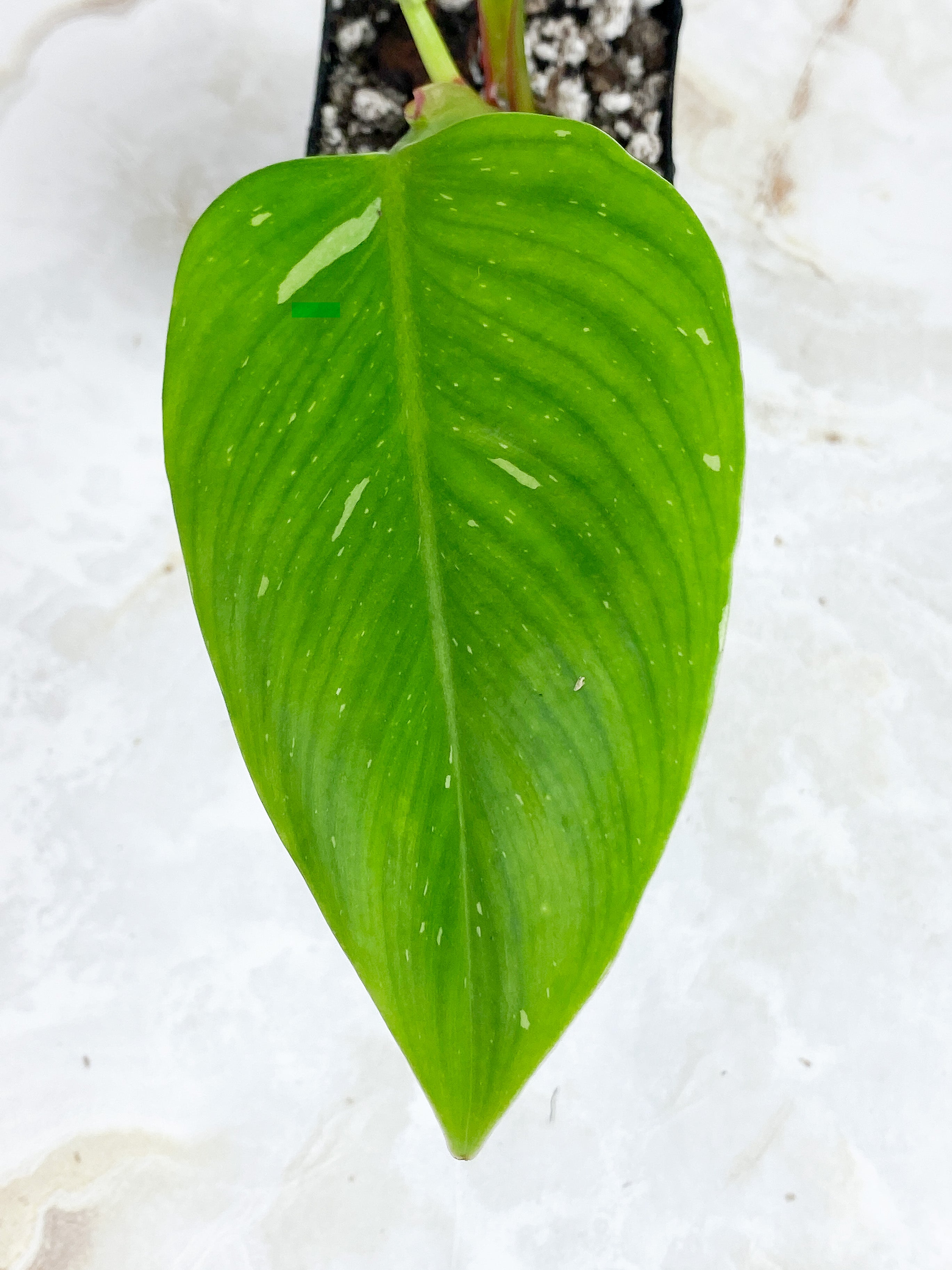 Philodendron white princess rooted. 3 leaves