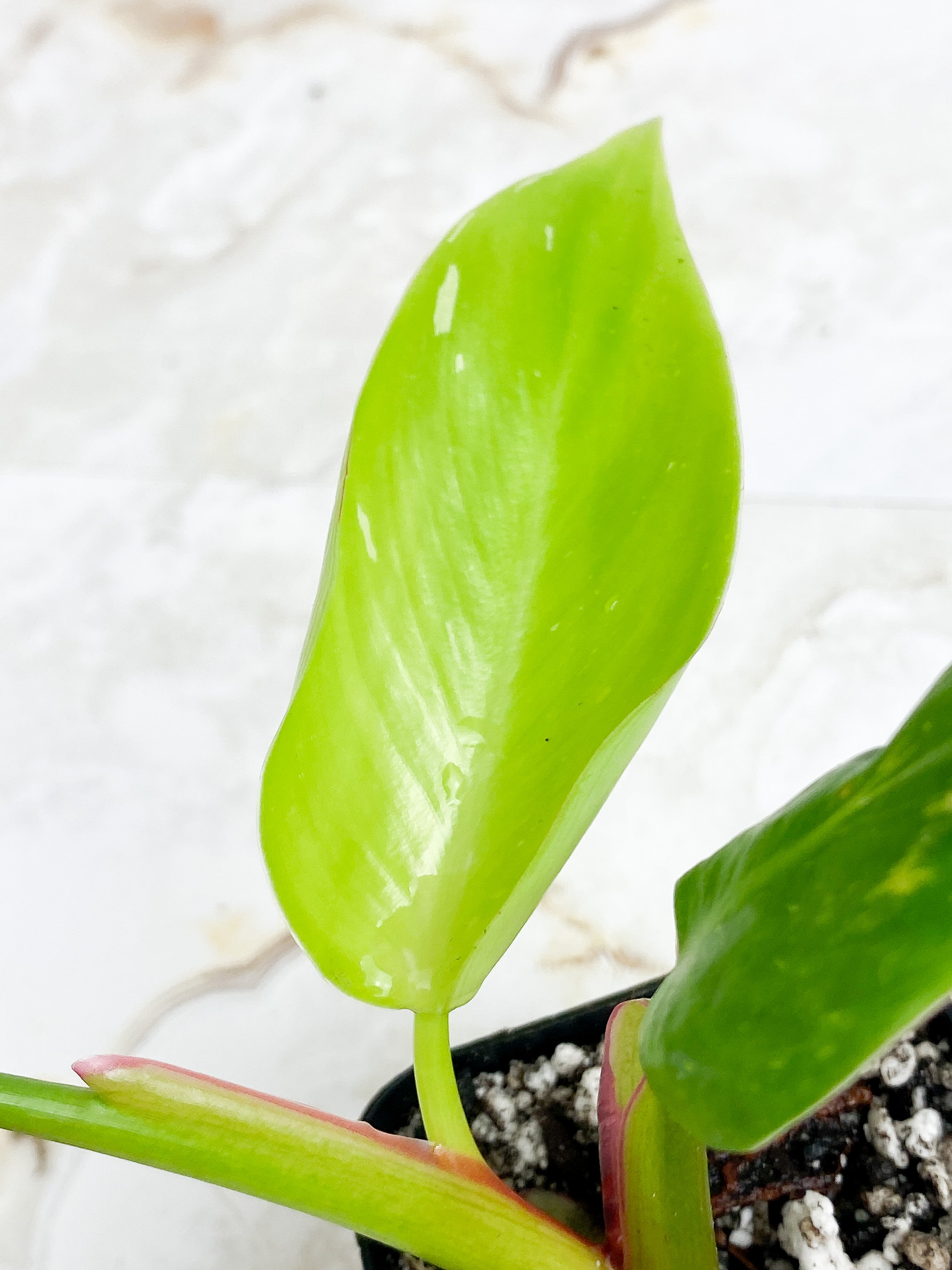 Philodendron white princess rooted. 3 leaves