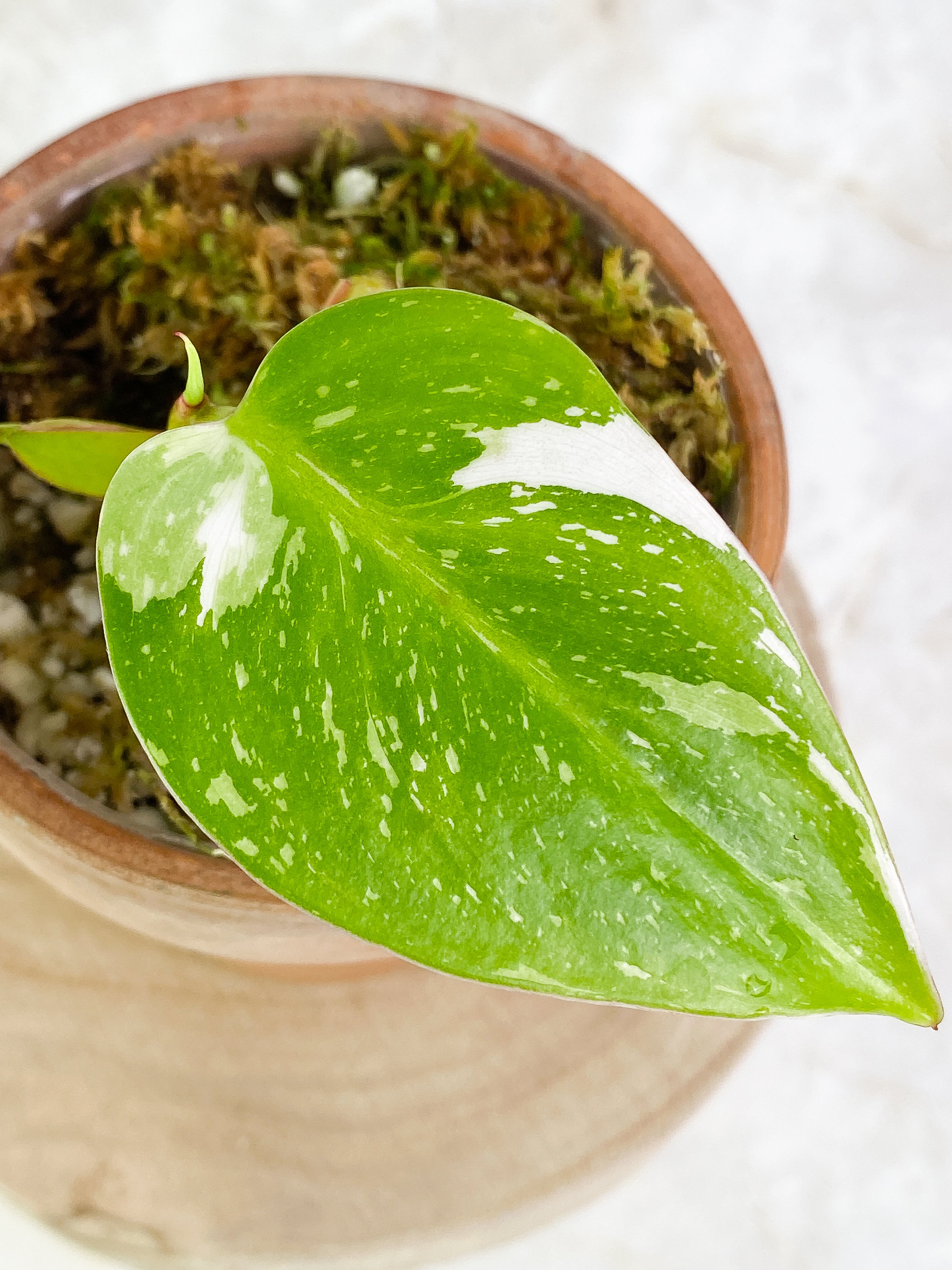 Philodendron white princess 1 leaf & 1 sprout Slightly Rooted