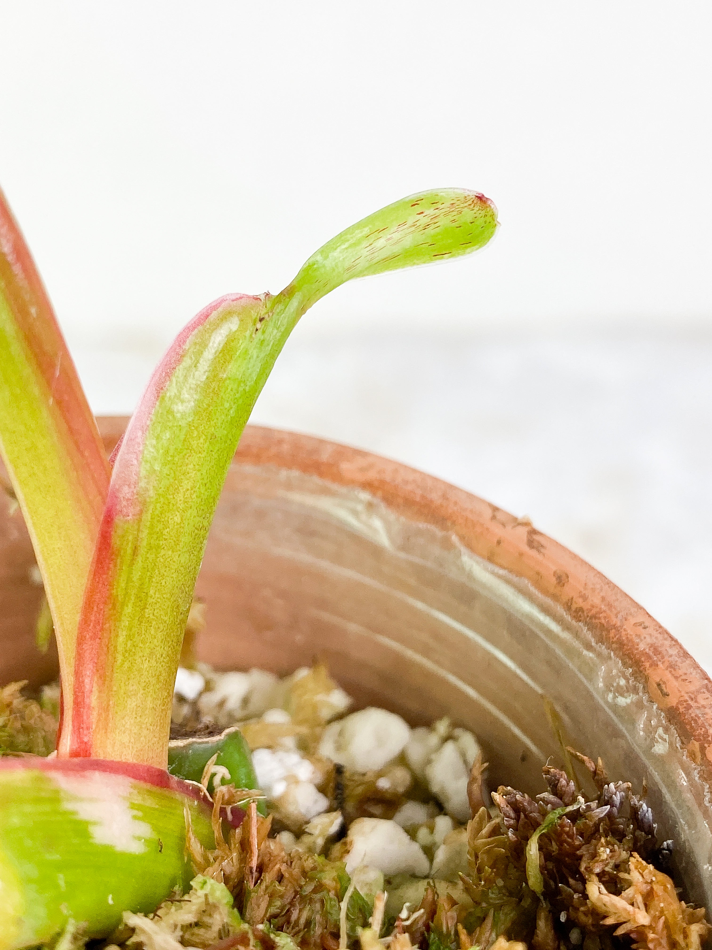 Philodendron white princess 1 leaf & 1 sprout Slightly Rooted