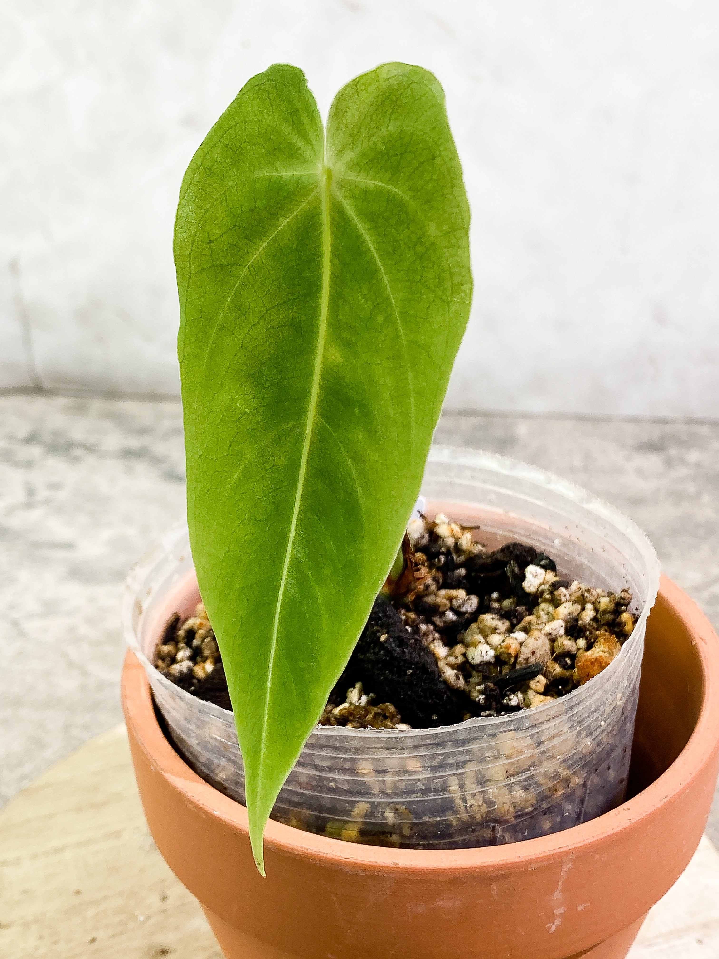 Anthurium waterburyanum 1 leaf fully rooted