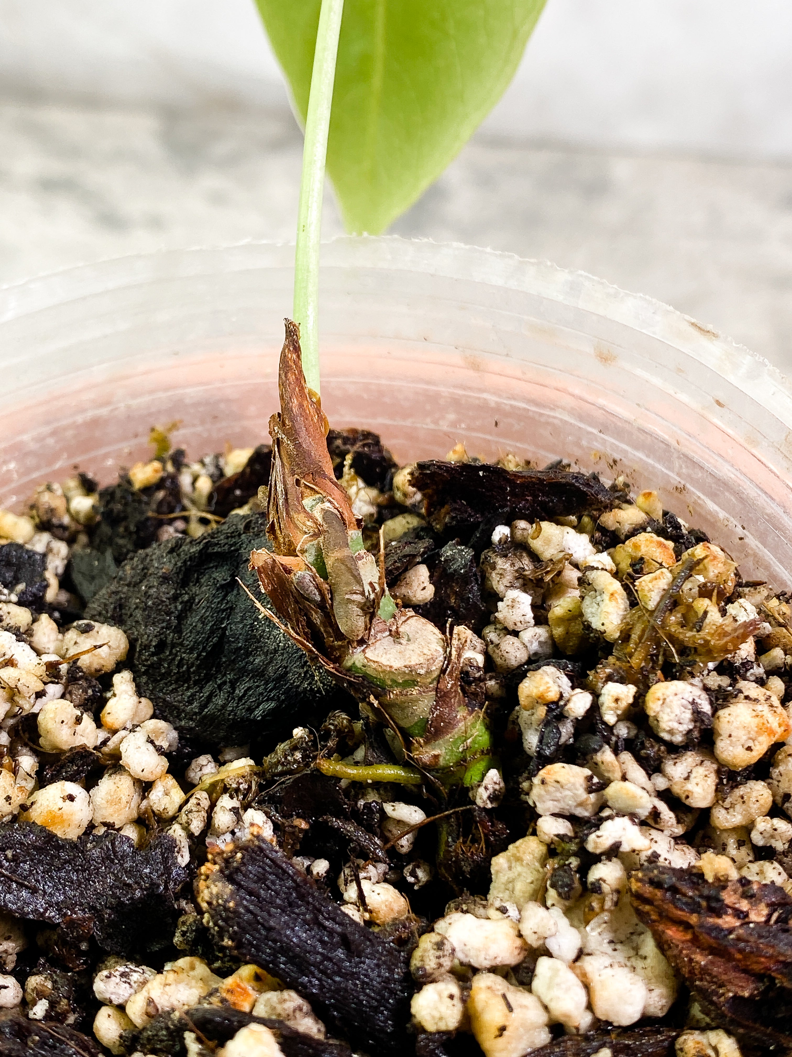 Anthurium waterburyanum 1 leaf fully rooted
