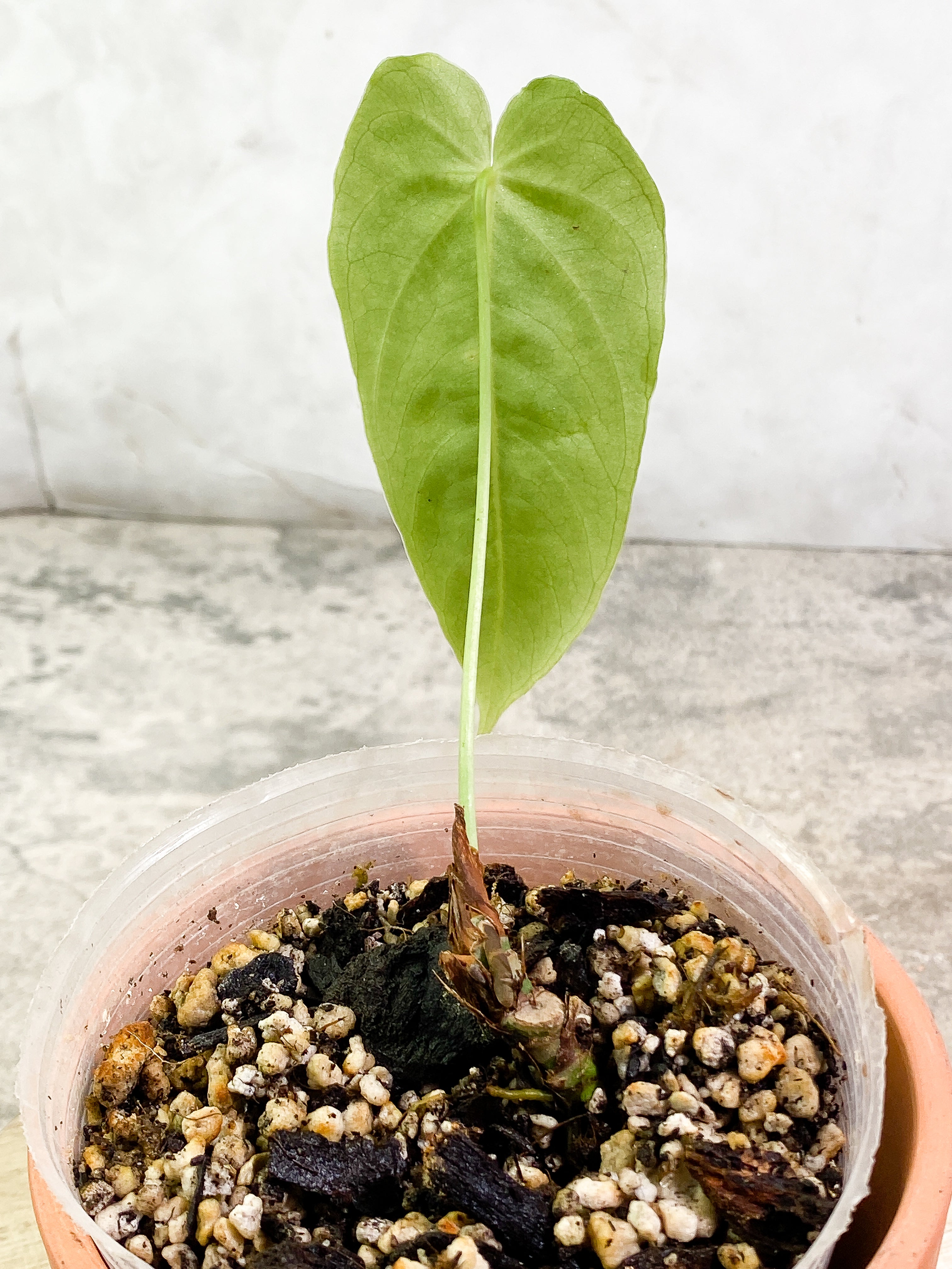 Anthurium waterburyanum 1 leaf fully rooted