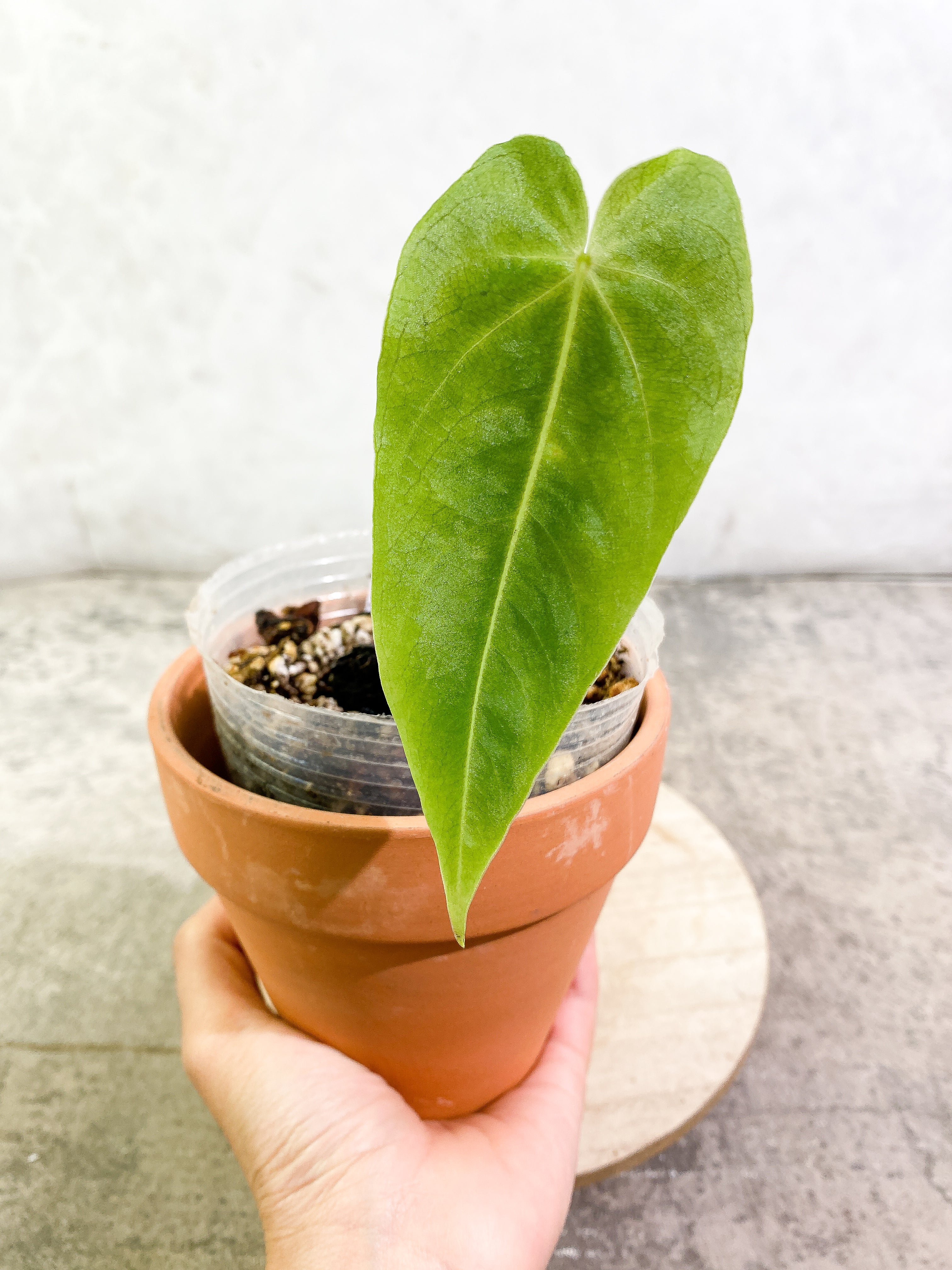 Anthurium waterburyanum 1 leaf fully rooted