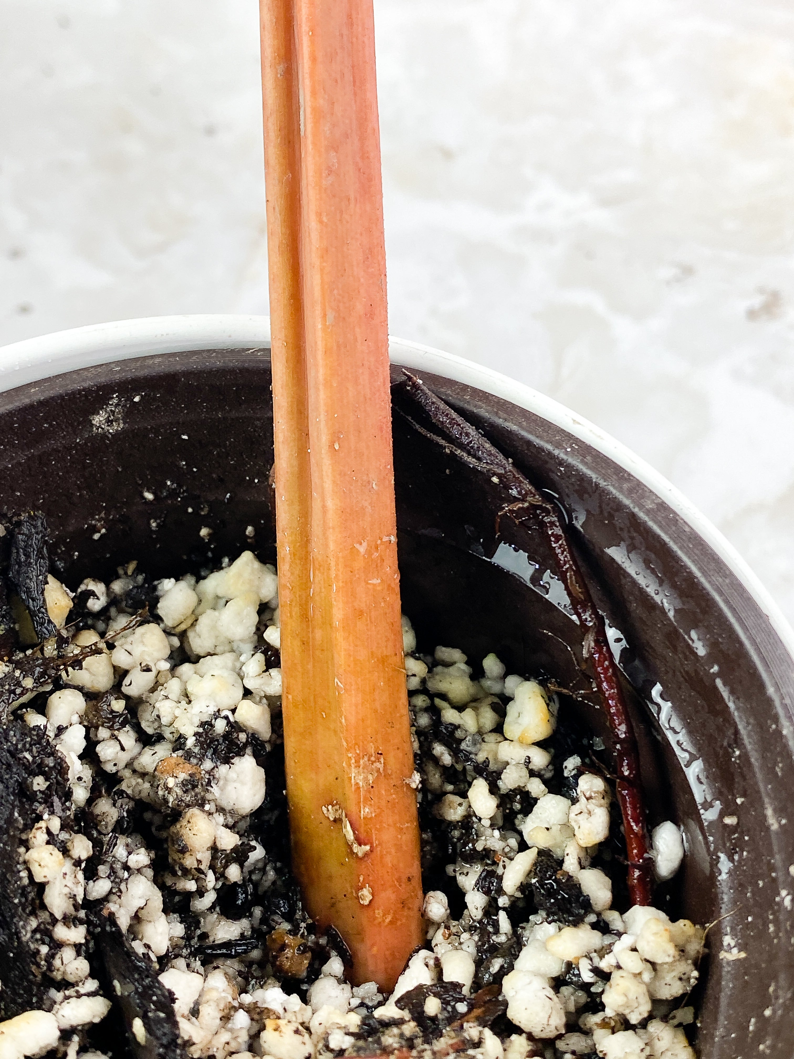 Philodendron orange marmalade Slightly Rooted 1 leaf