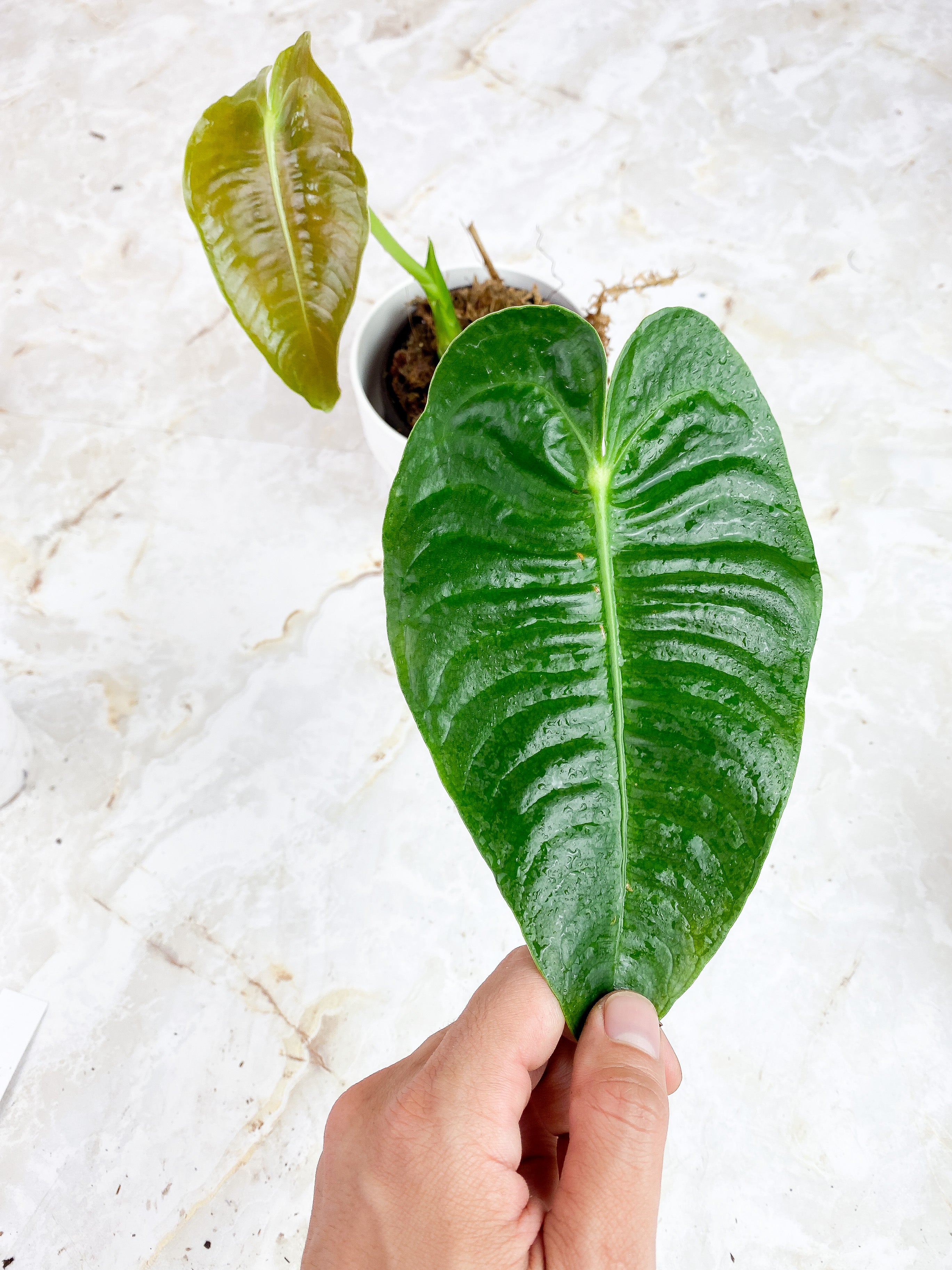 Grower choice: Anthurium Veitchii unrooted chonk