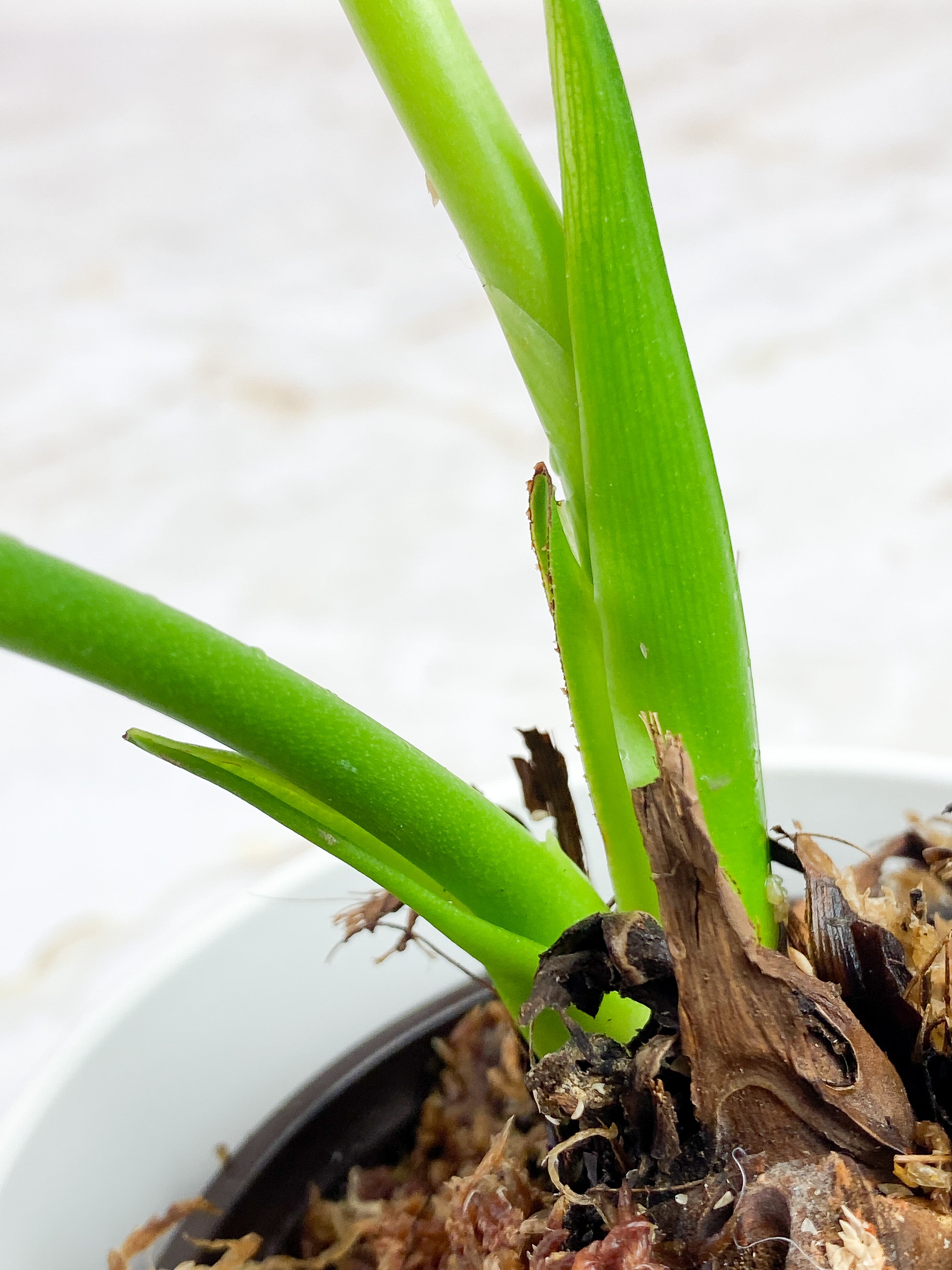 Anthurium Veitchii slightly rooted 2 leaves 2 new sprouts