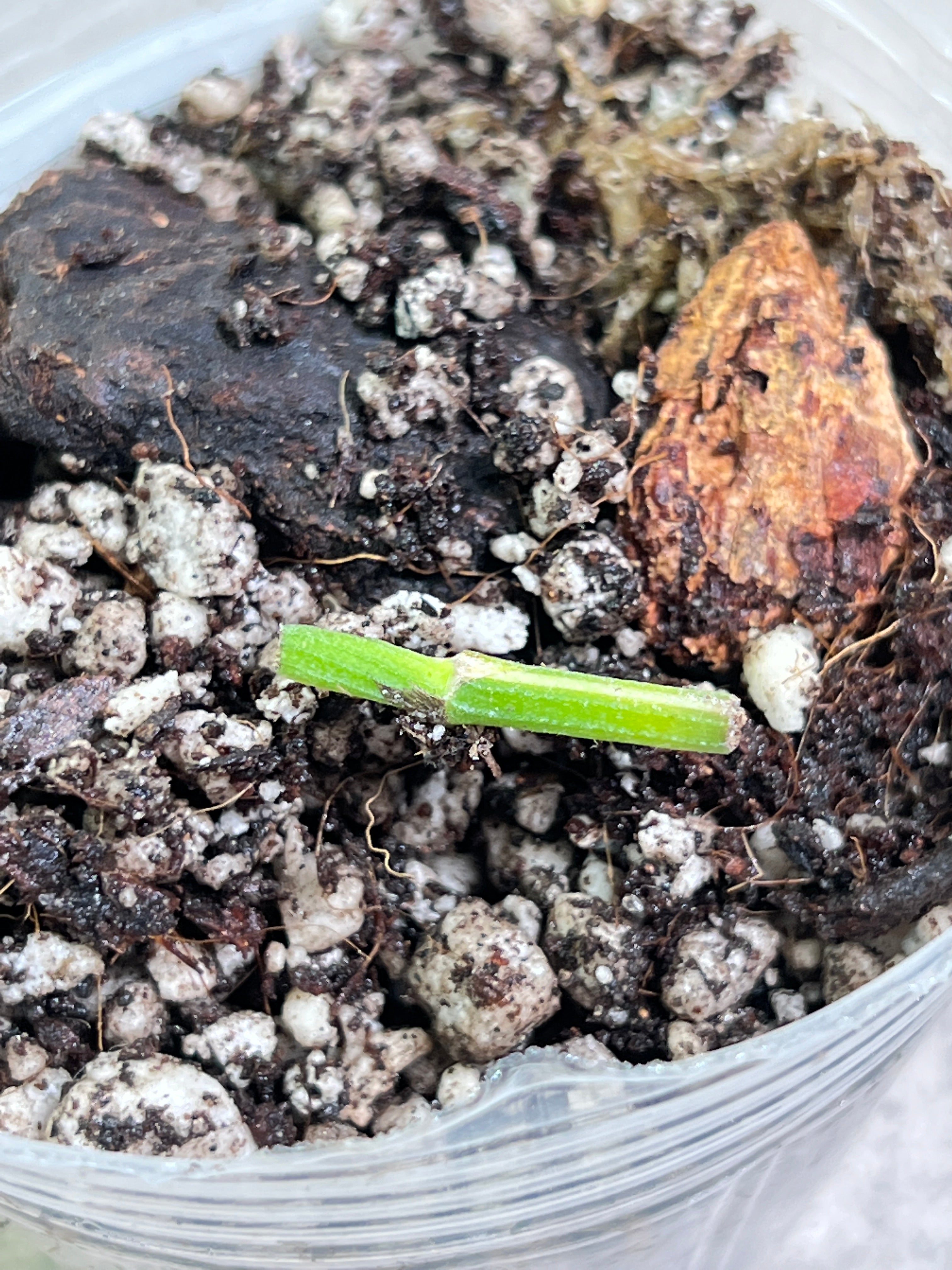 Epipremnum Pinnatum Marble Slightly Rooted node