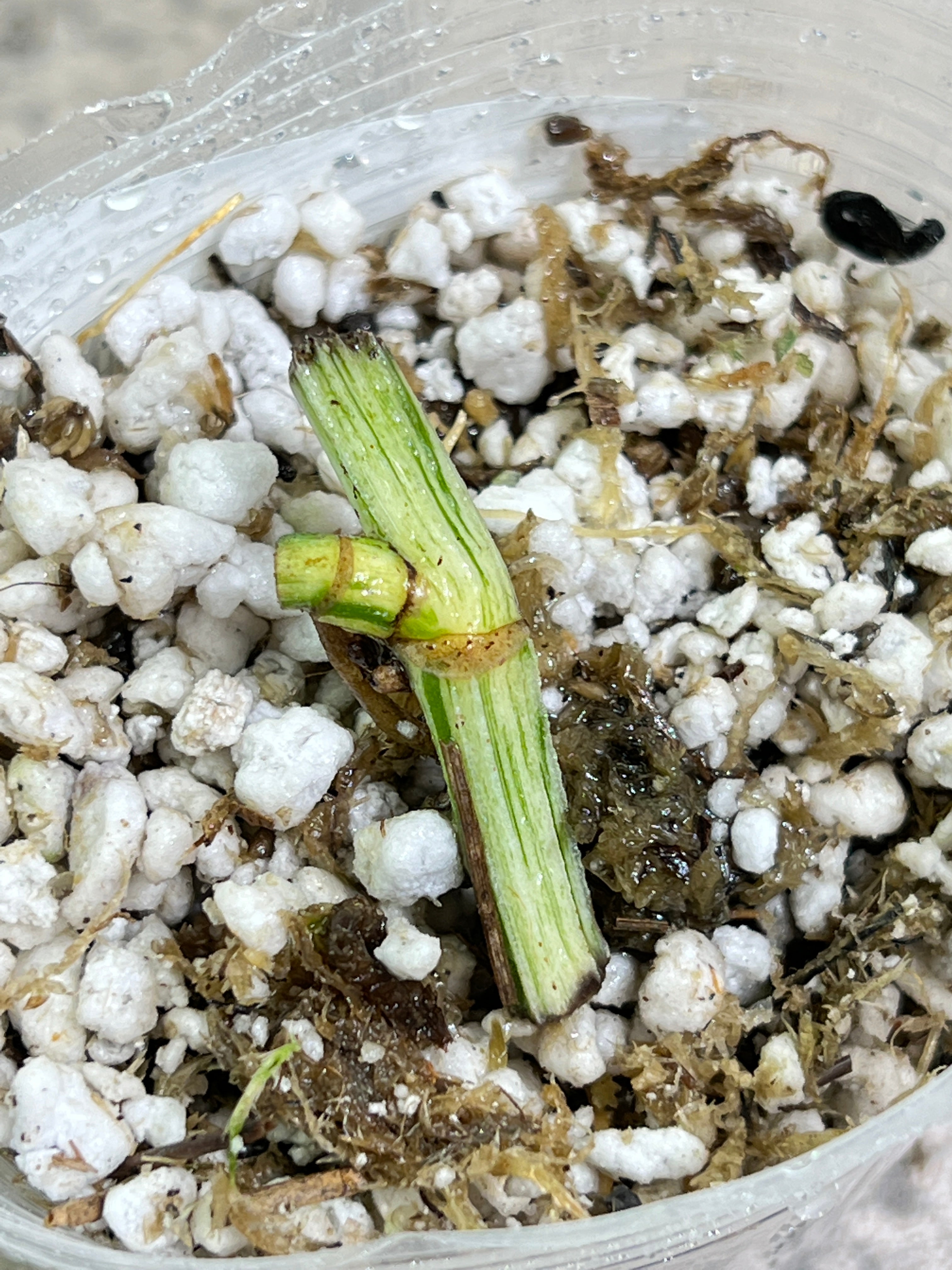 Epipremnum Pinnatum Marble Rooted DOUBLE node 1 sprout