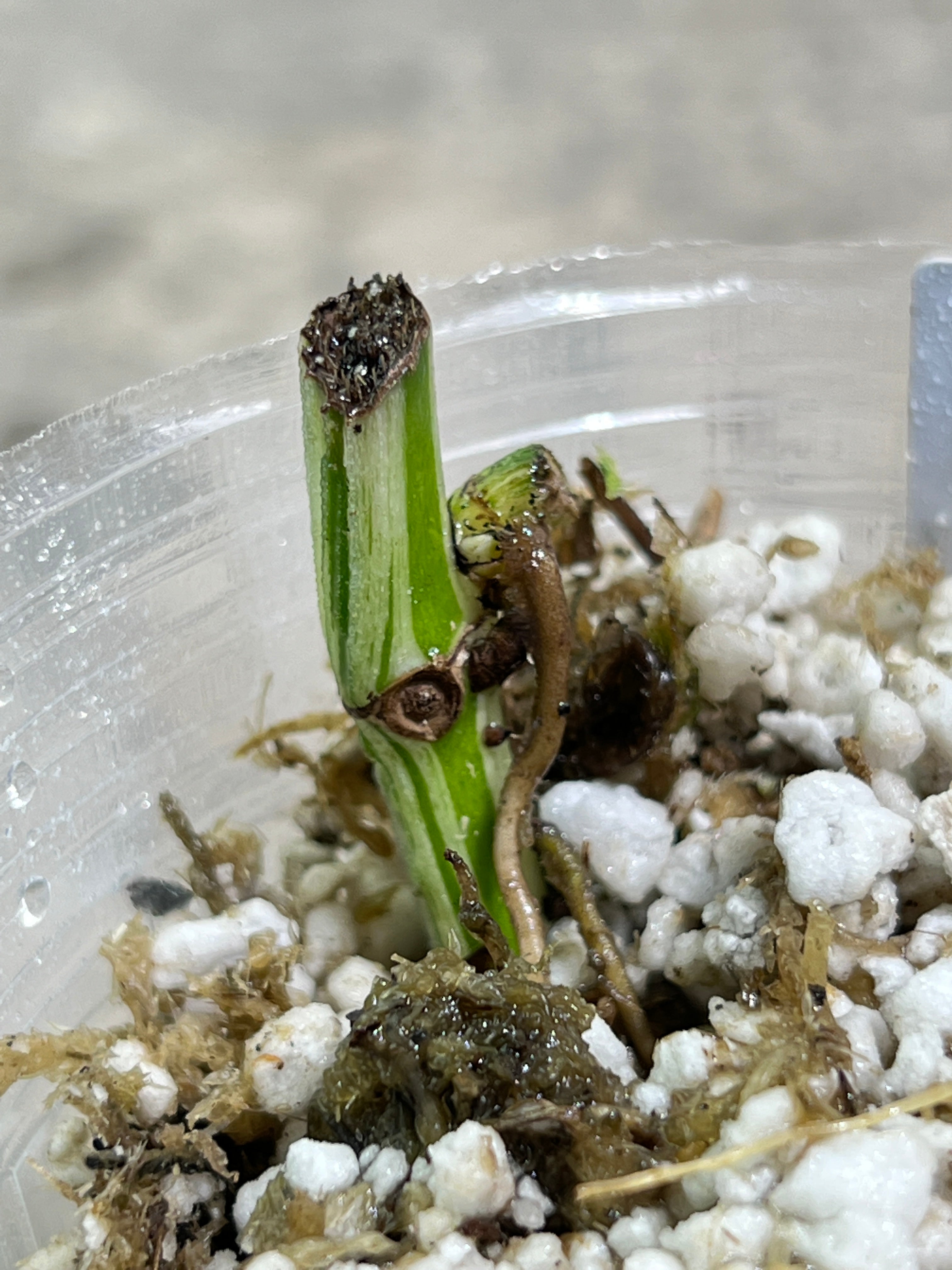 Epipremnum Pinnatum Marble Rooted DOUBLE node 1 sprout