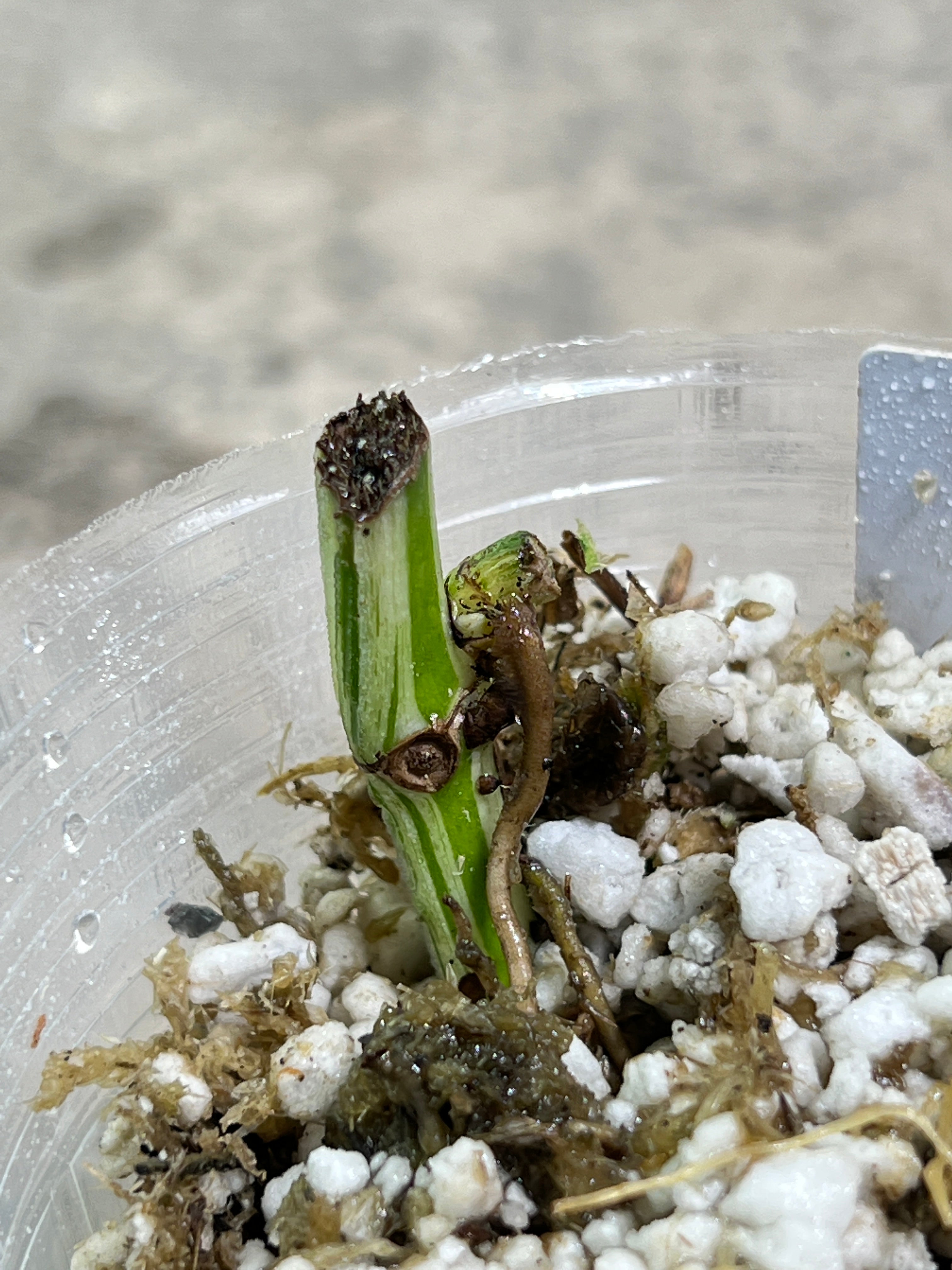 Epipremnum Pinnatum Marble Rooted DOUBLE node 1 sprout