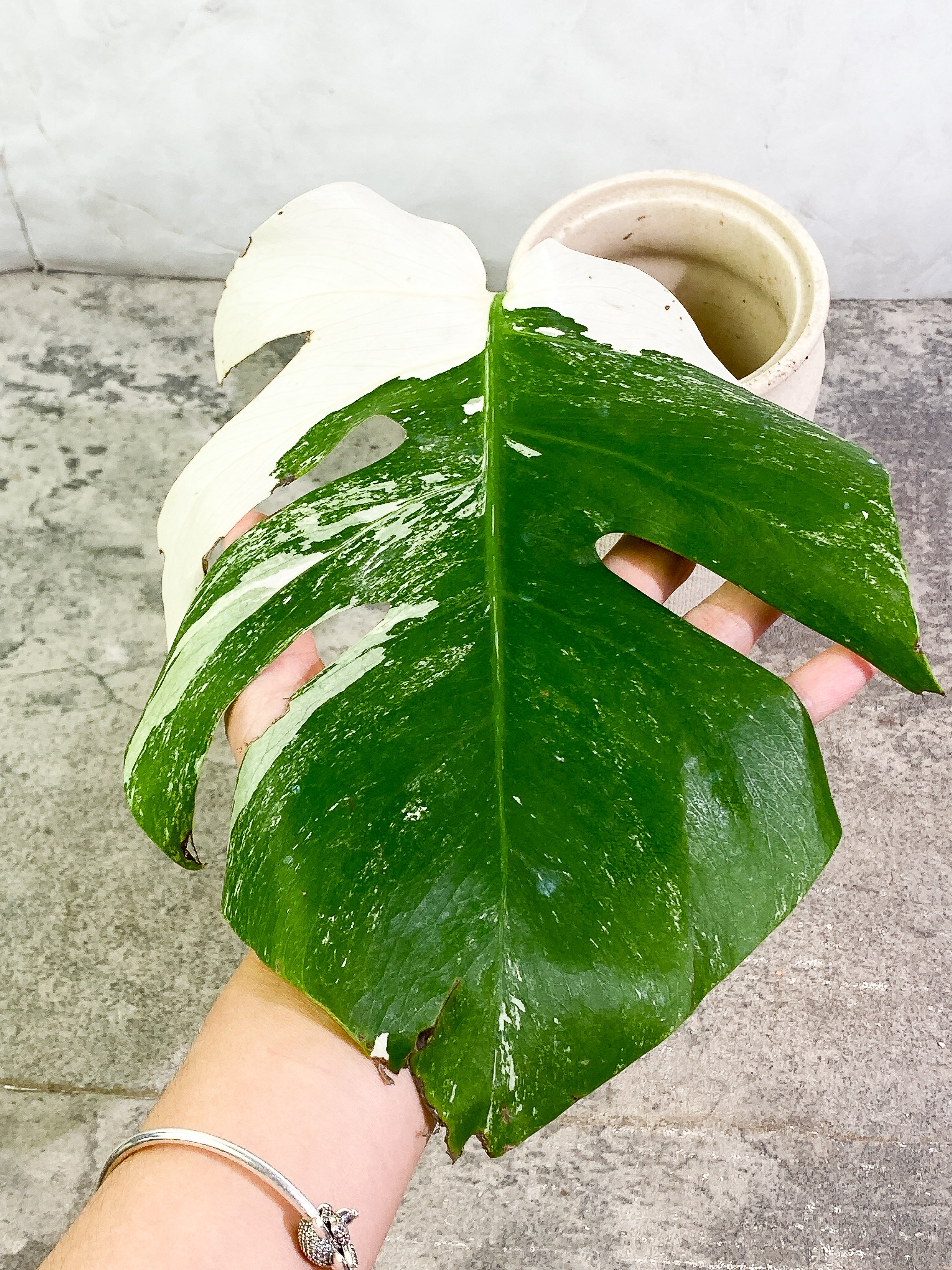Monstera Albo Variegated 2 leaves slightly rooted