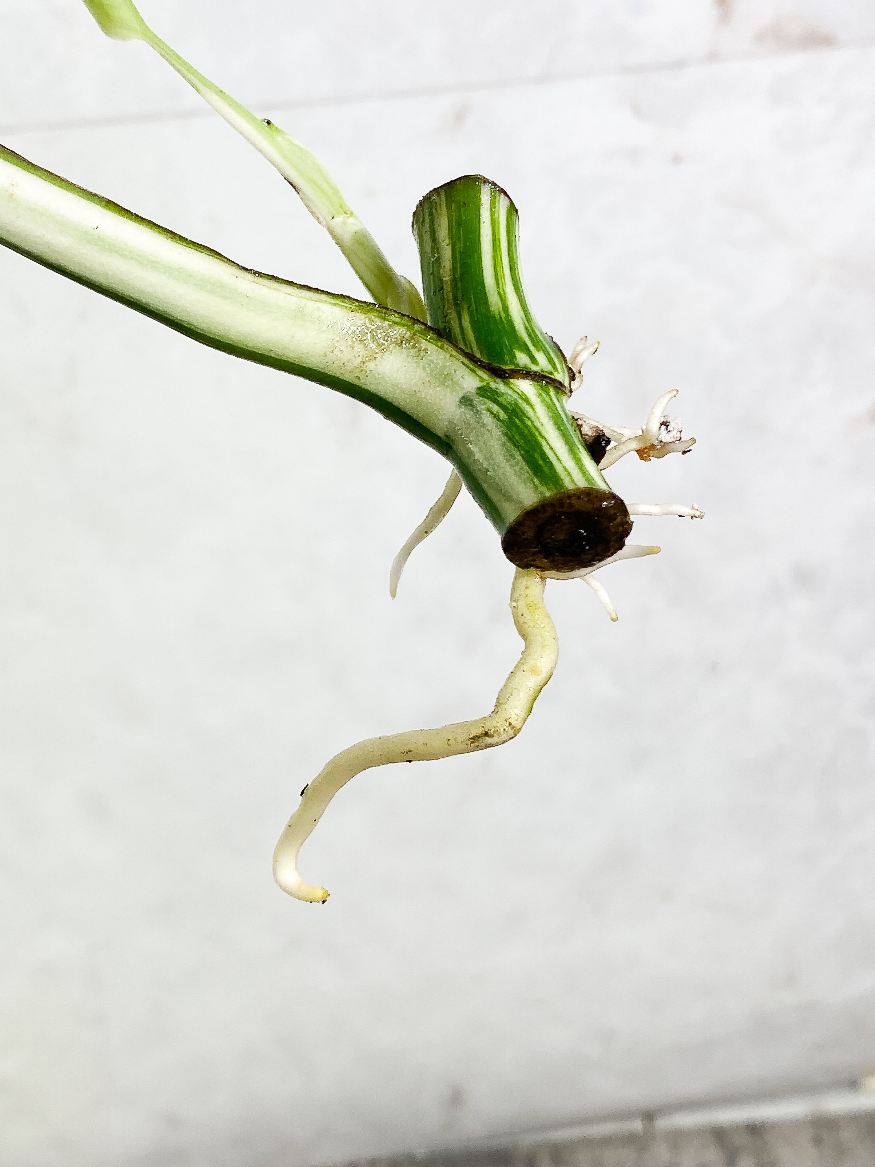 Monstera Albo Variegated 2 leaves slightly rooted